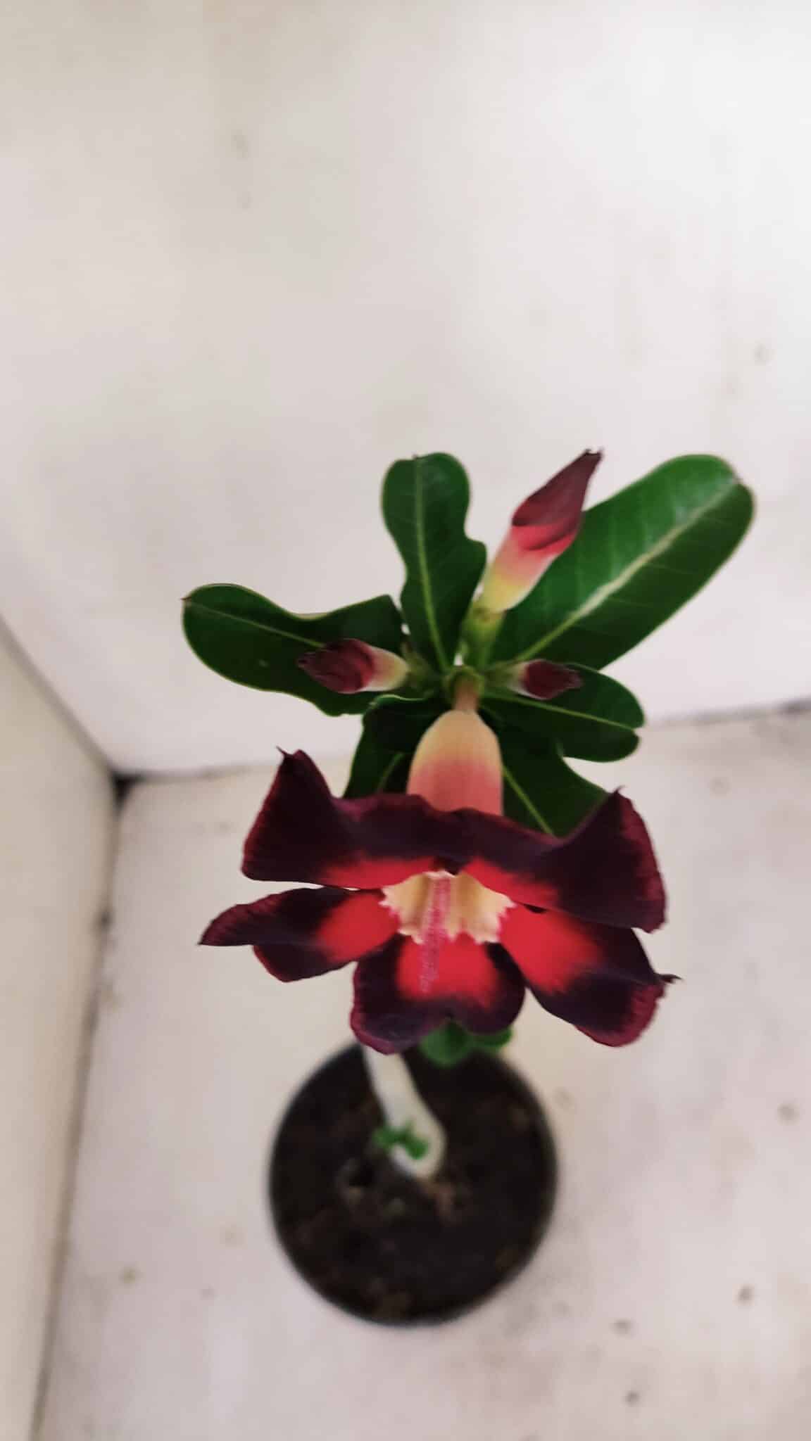 Planta Simples 3164 – 30cm – 02 anos - foto 4
