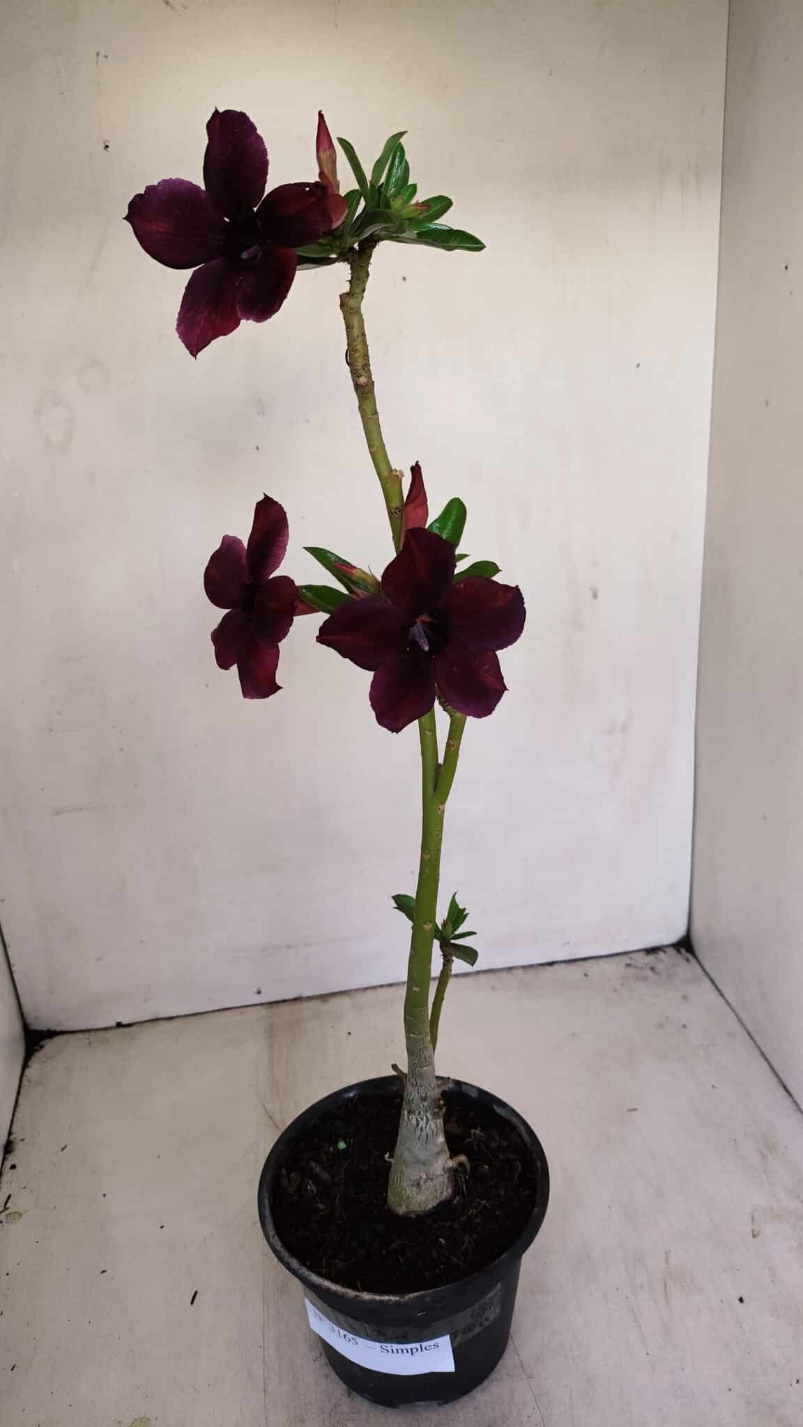 Planta Simples 3165 – 35cm – 03 anos - foto 2