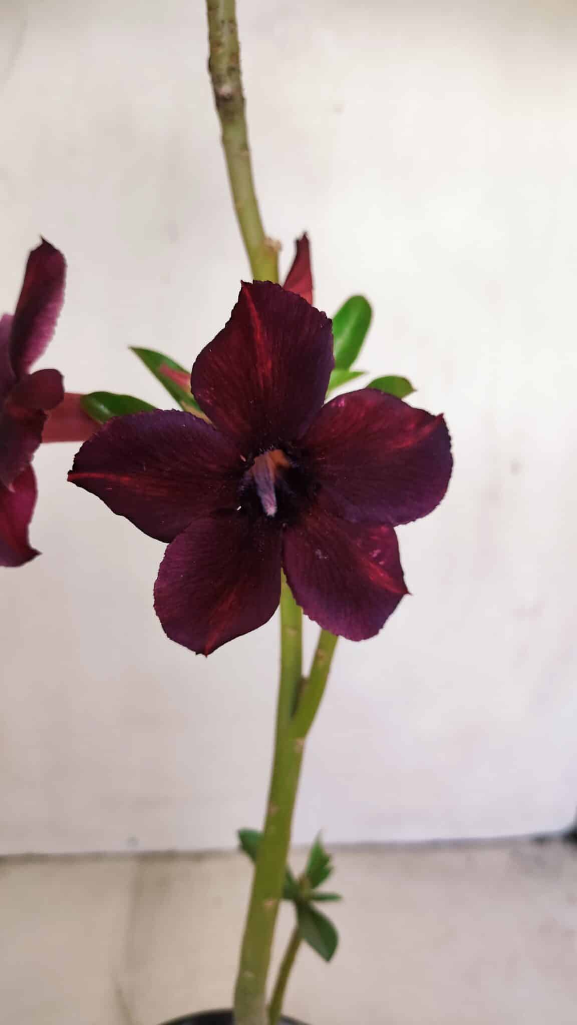 Planta Simples 3165 – 35cm – 03 anos - foto 3