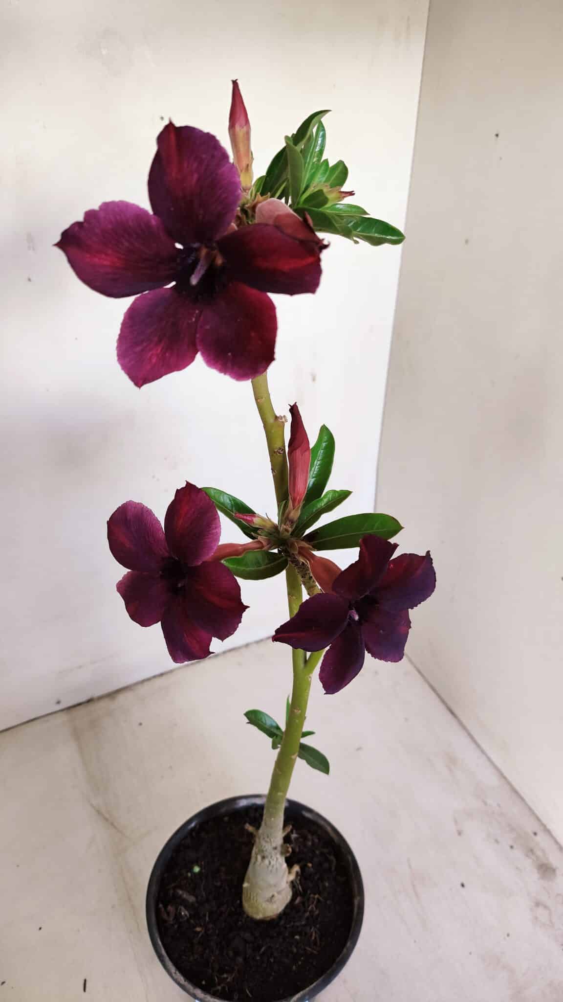Planta Simples 3165 – 35cm – 03 anos - foto 4