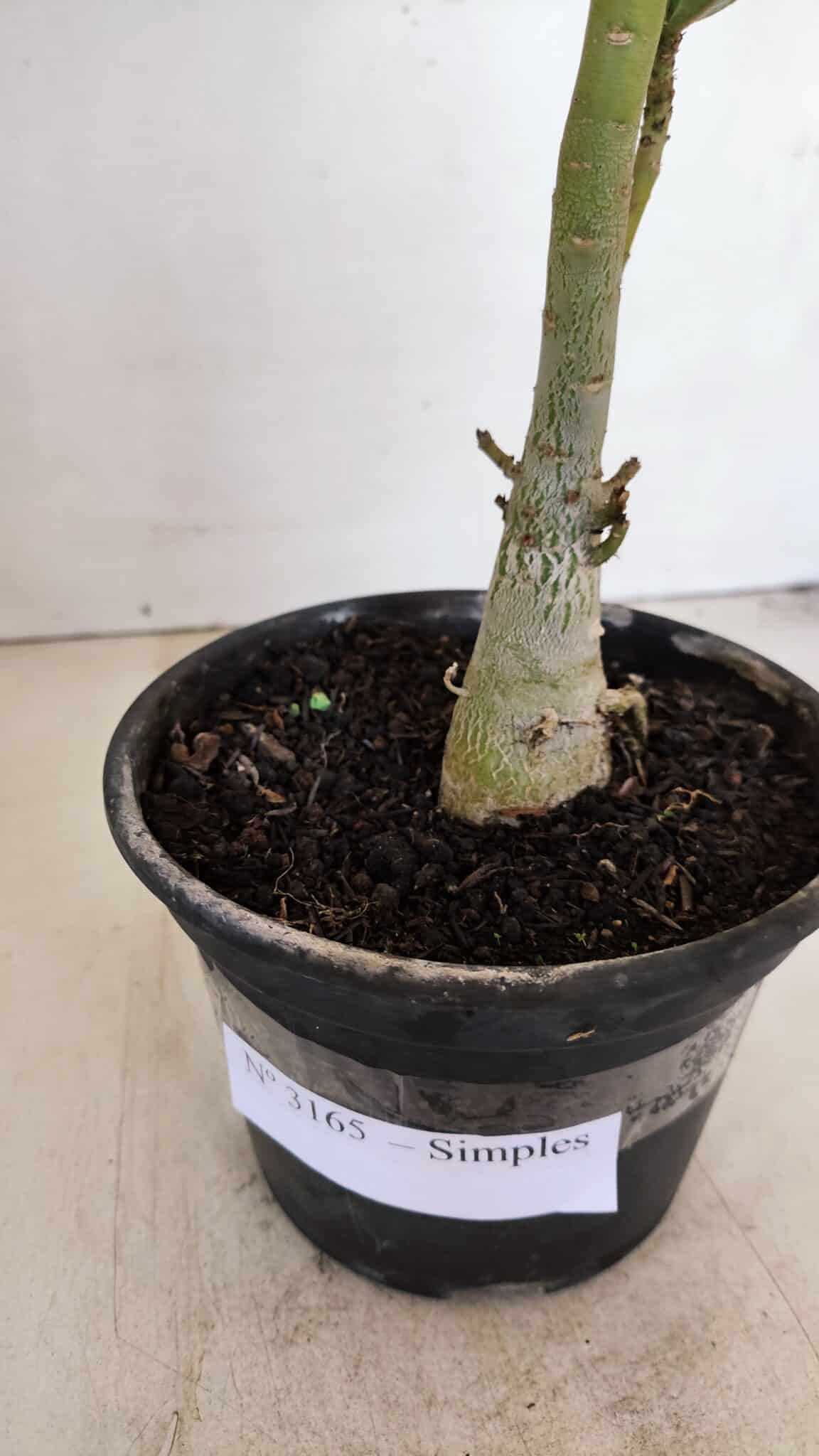 Planta Simples 3165 – 35cm – 03 anos - foto 8