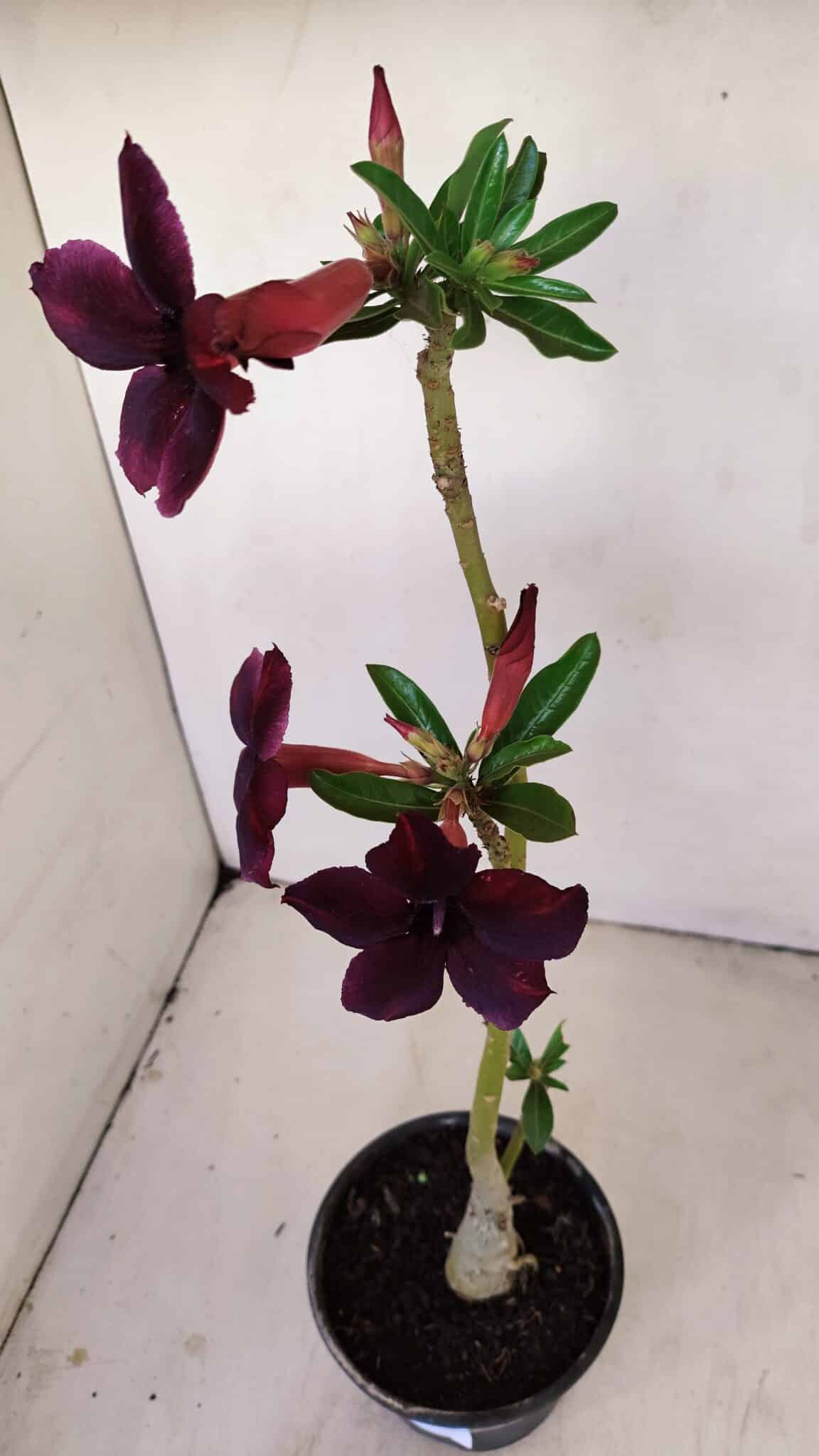Planta Simples 3165 – 35cm – 03 anos - foto 7