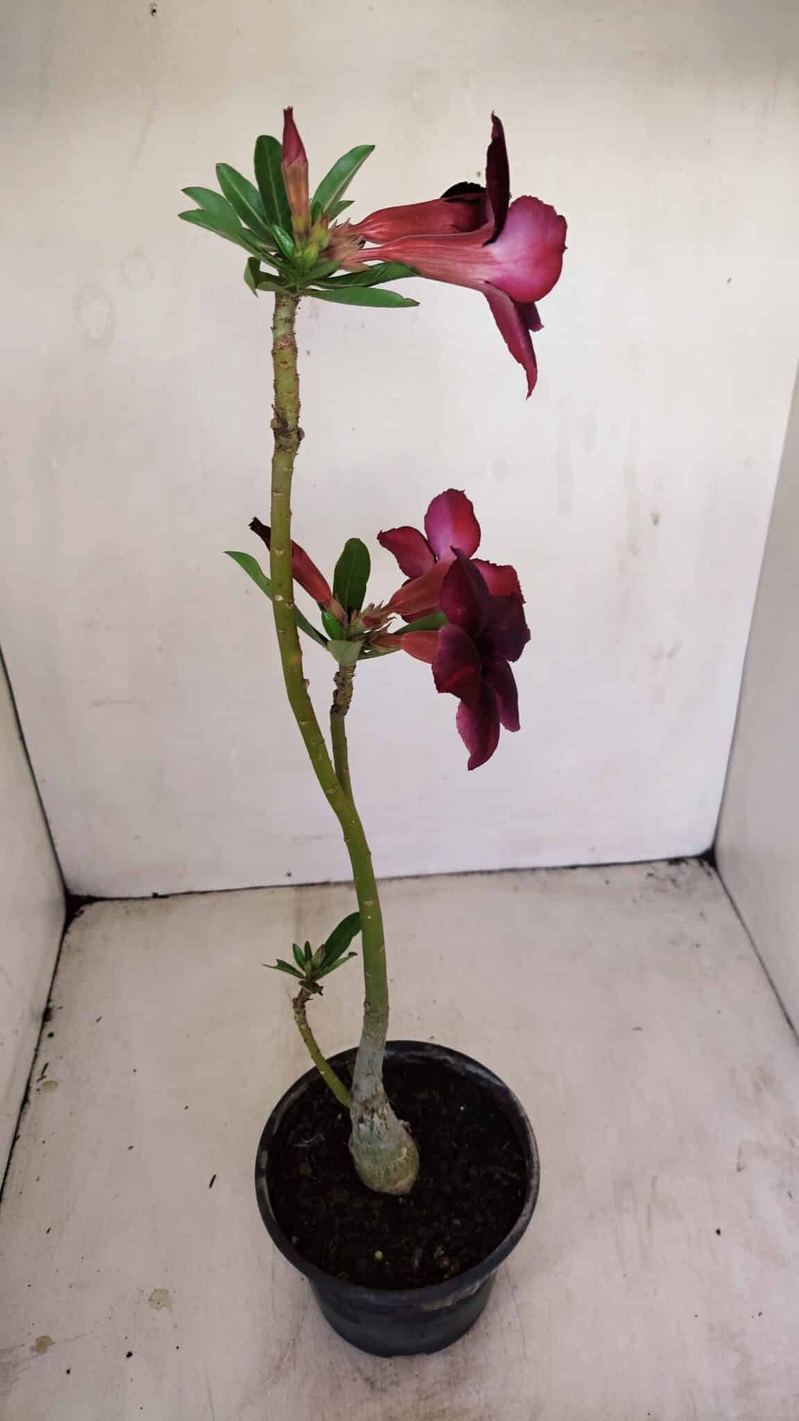 Planta Simples 3165 – 35cm – 03 anos - foto 6