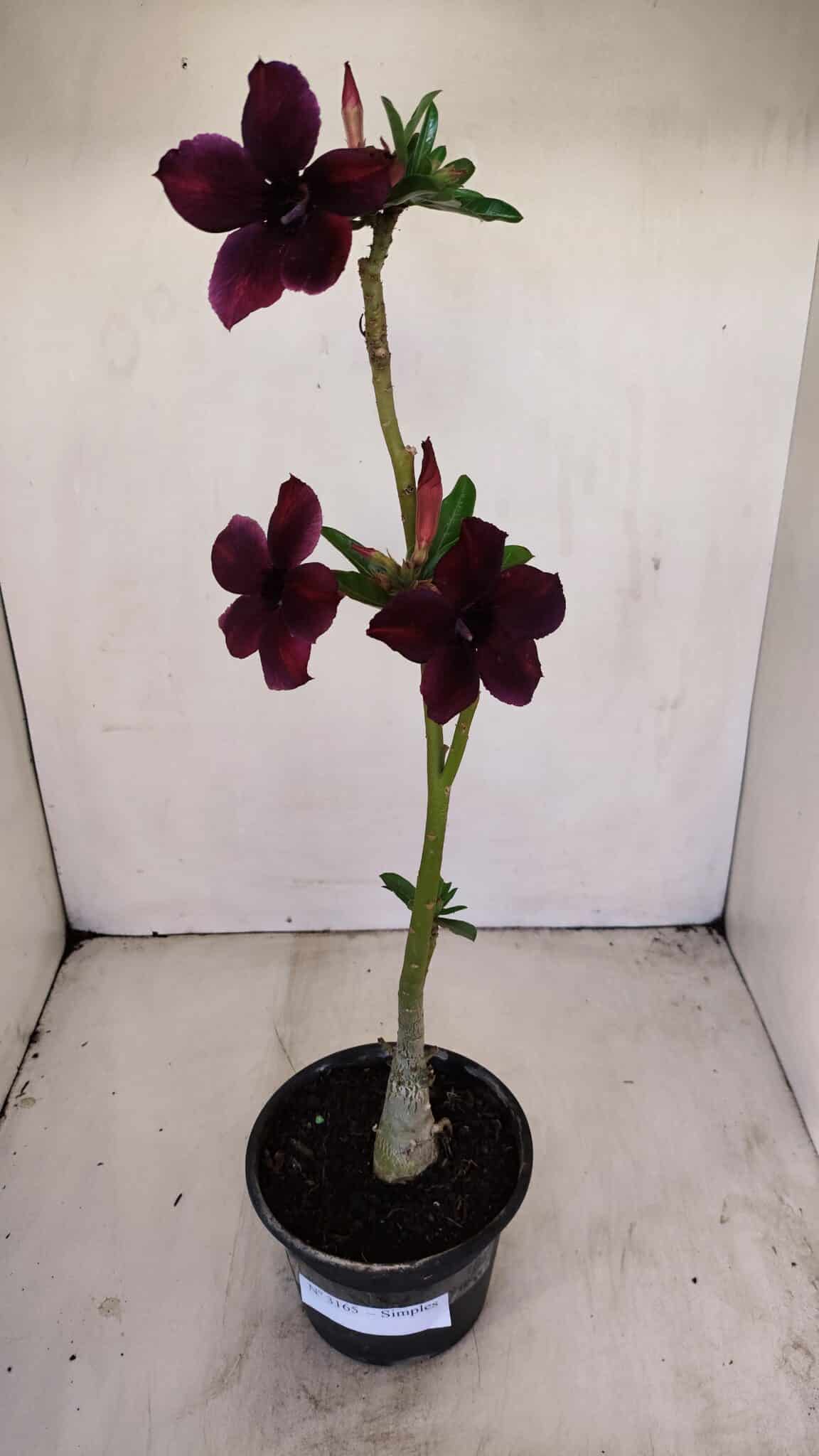 Planta Simples 3165 – 35cm – 03 anos - foto 5