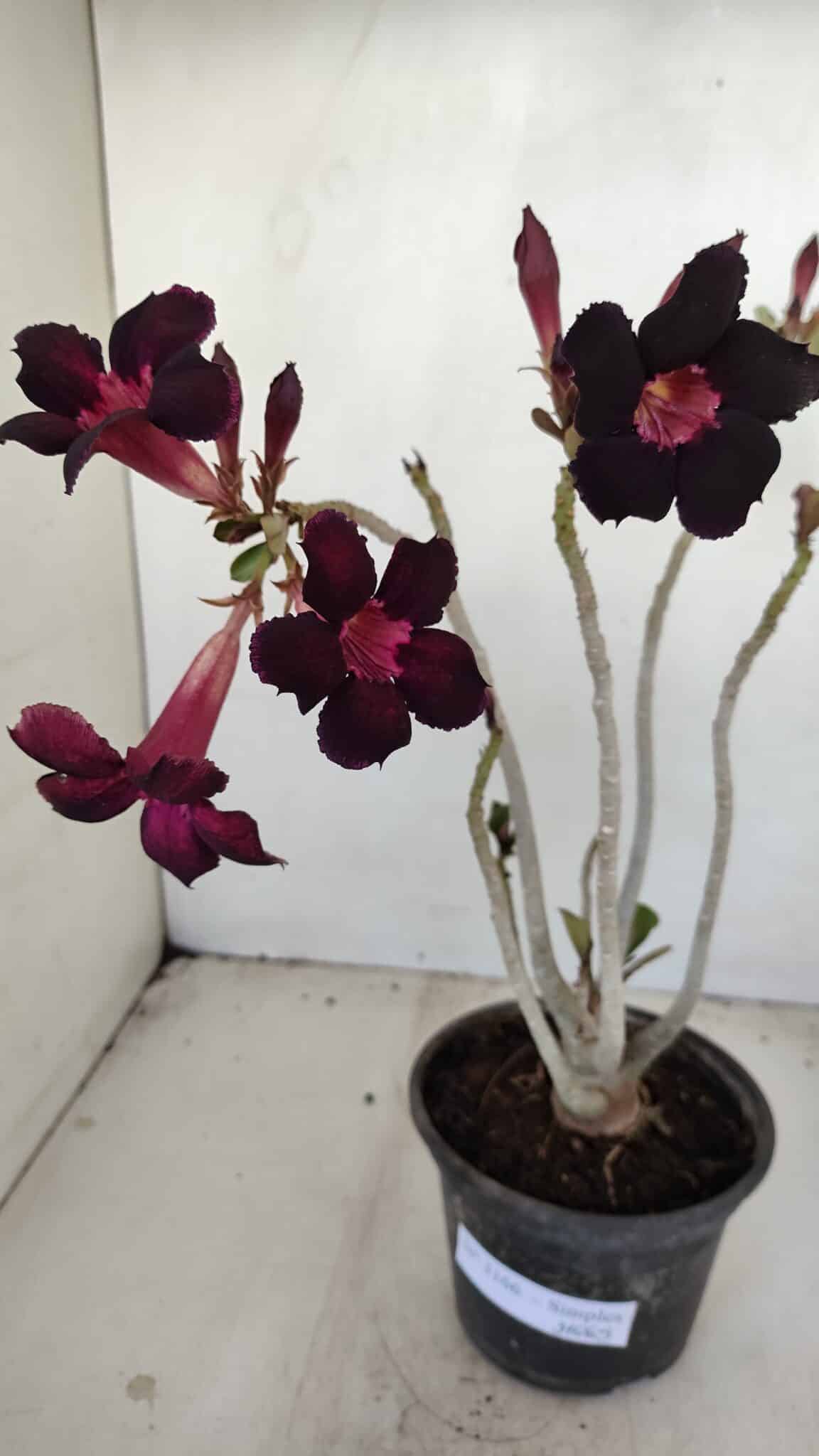 Planta Simples 3166 – 35cm – 03 anos - foto 4