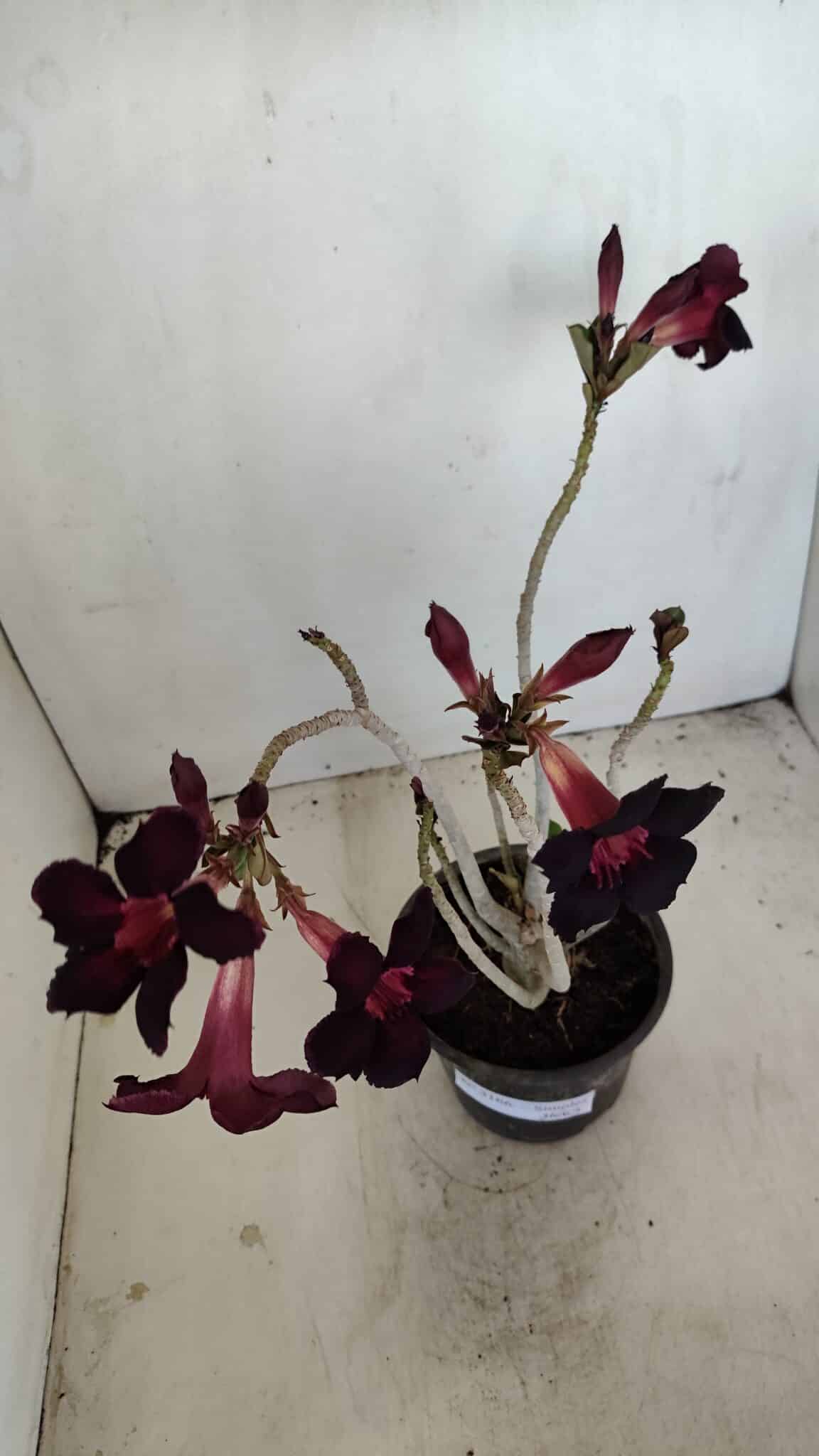 Planta Simples 3166 – 35cm – 03 anos - foto 6