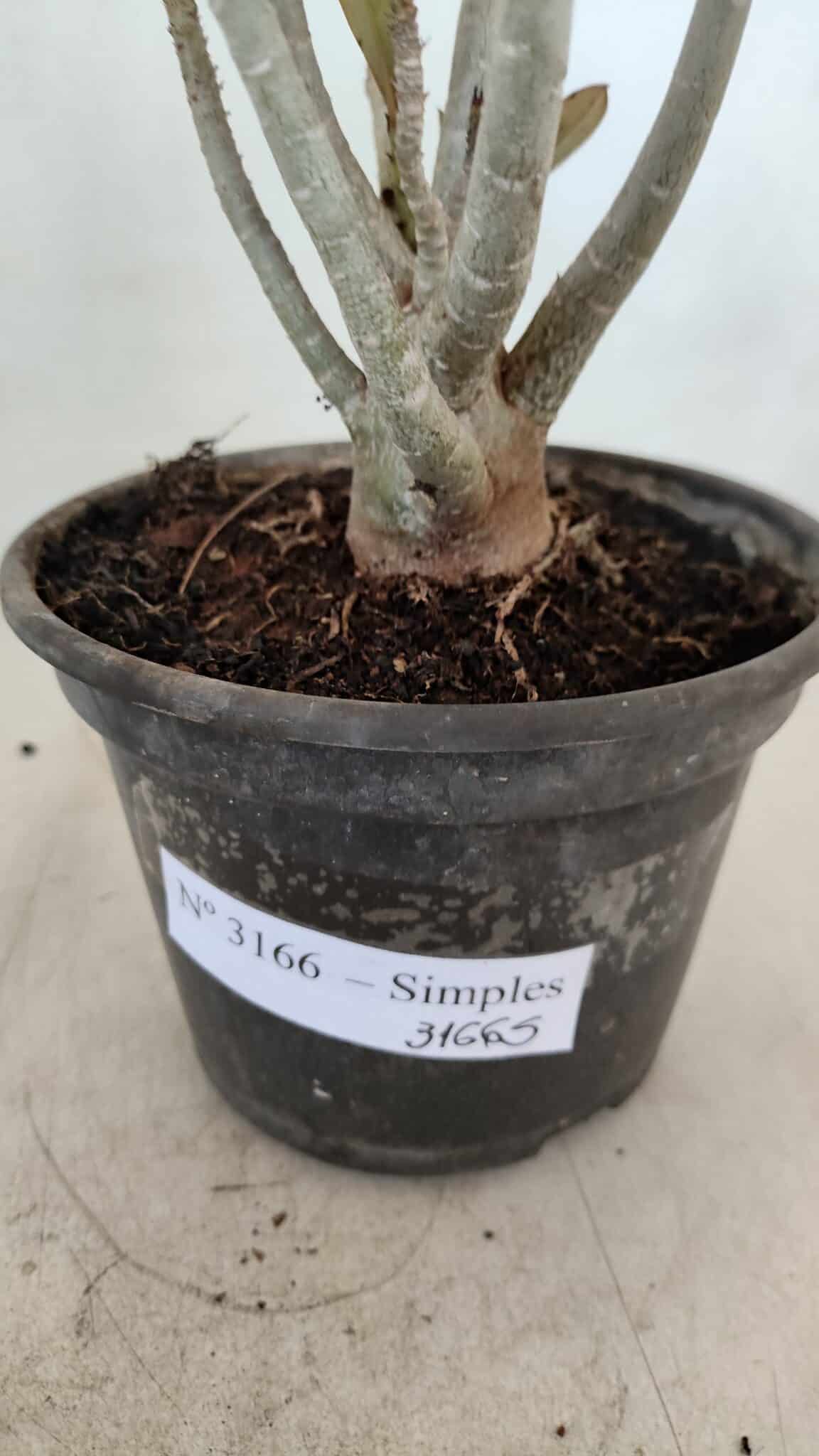 Planta Simples 3166 – 35cm – 03 anos - foto 5