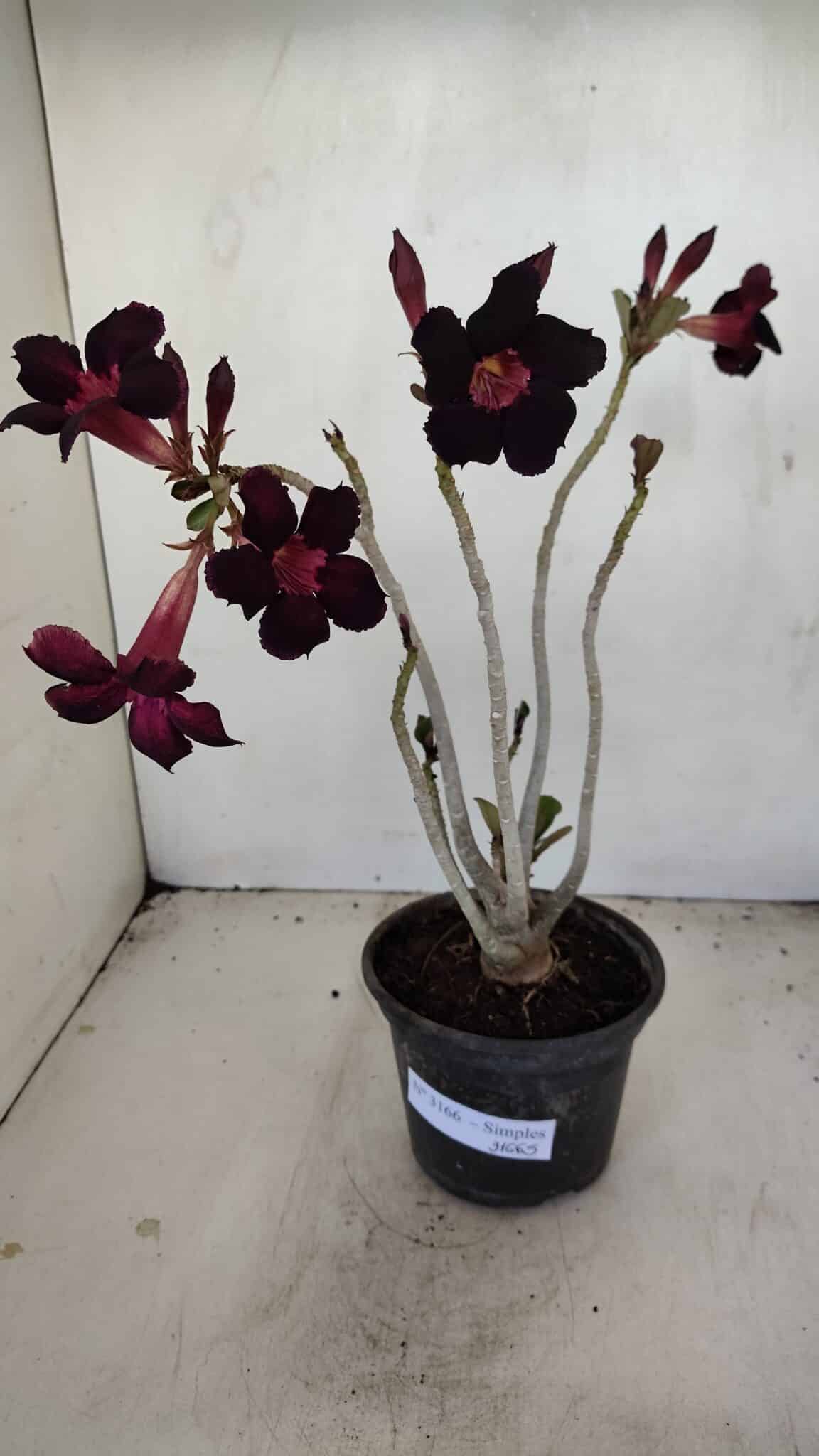 Planta Simples 3166 – 35cm – 03 anos - foto 2
