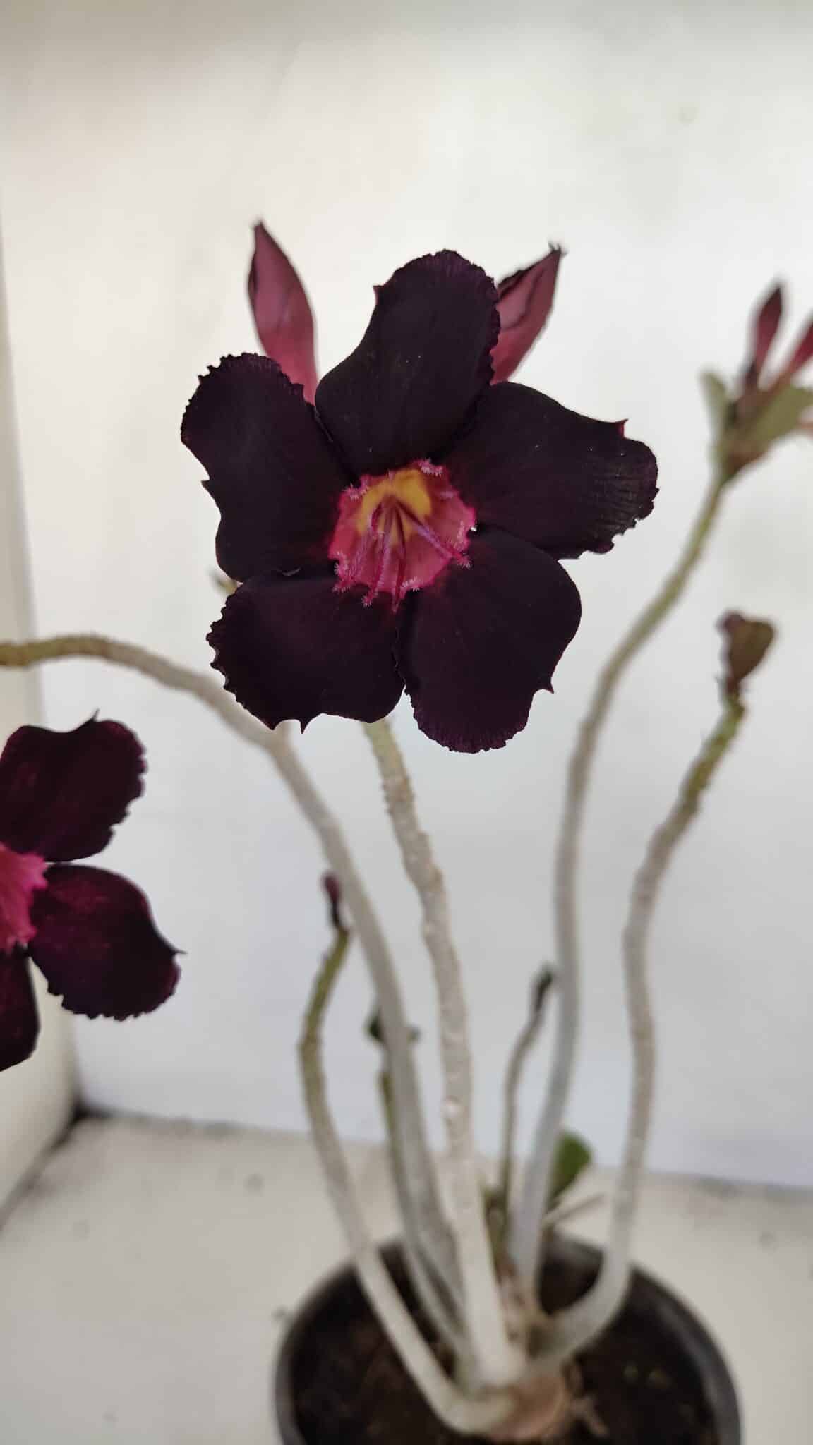 Planta Simples 3166 – 35cm – 03 anos - foto 3