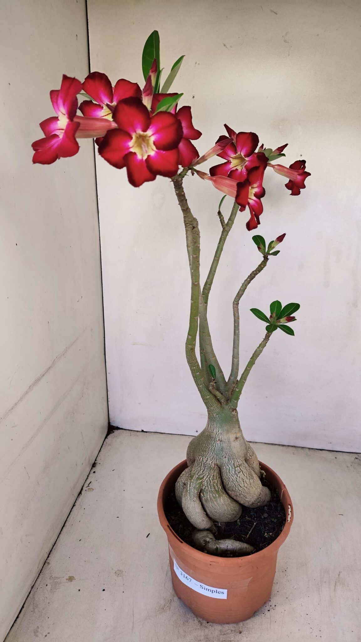 Planta Simples 3167 – 45cm – 04 anos - foto 2