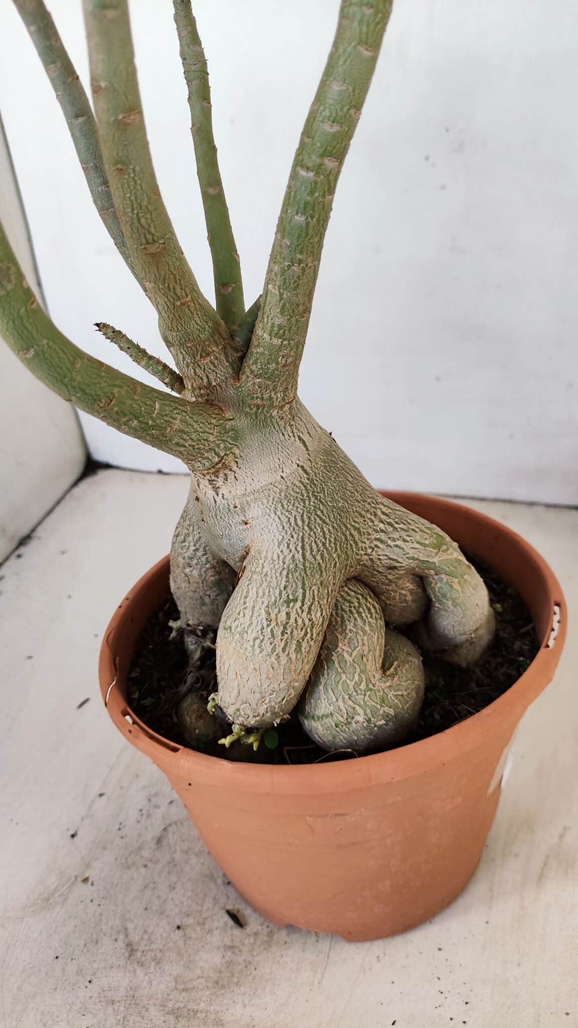 Planta Simples 3167 – 45cm – 04 anos - foto 6