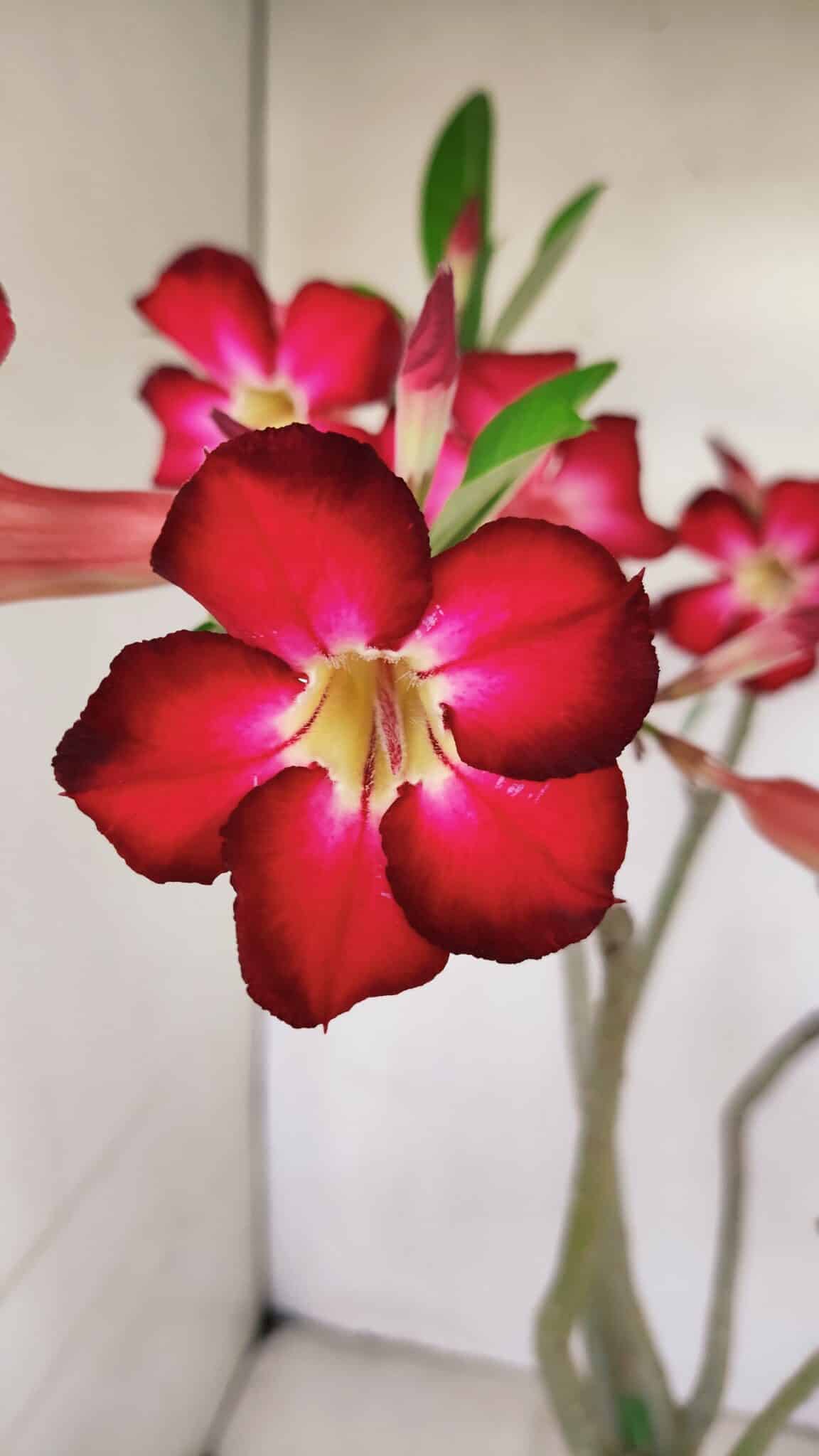 Planta Simples 3167 – 45cm – 04 anos - foto 3