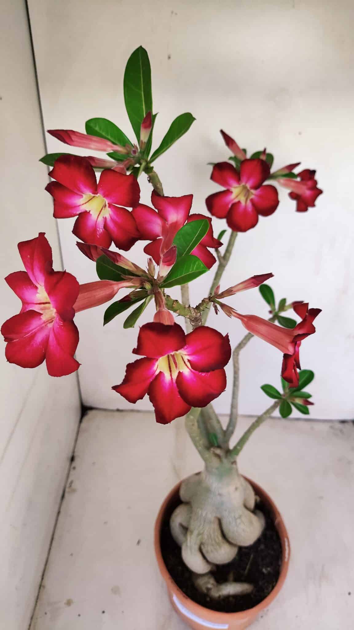 Planta Simples 3167 – 45cm – 04 anos - foto 4