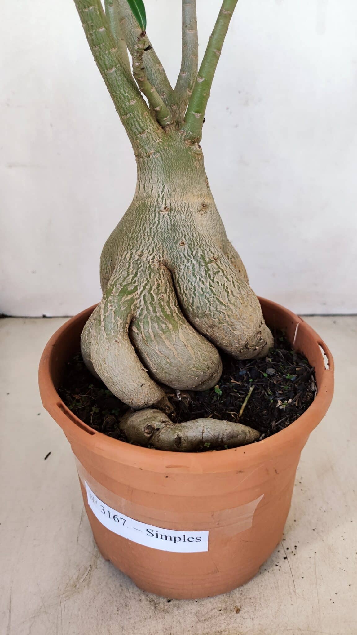 Planta Simples 3167 – 45cm – 04 anos - foto 11