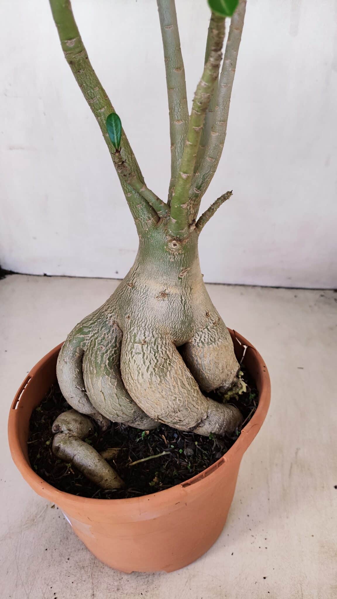 Planta Simples 3167 – 45cm – 04 anos - foto 10