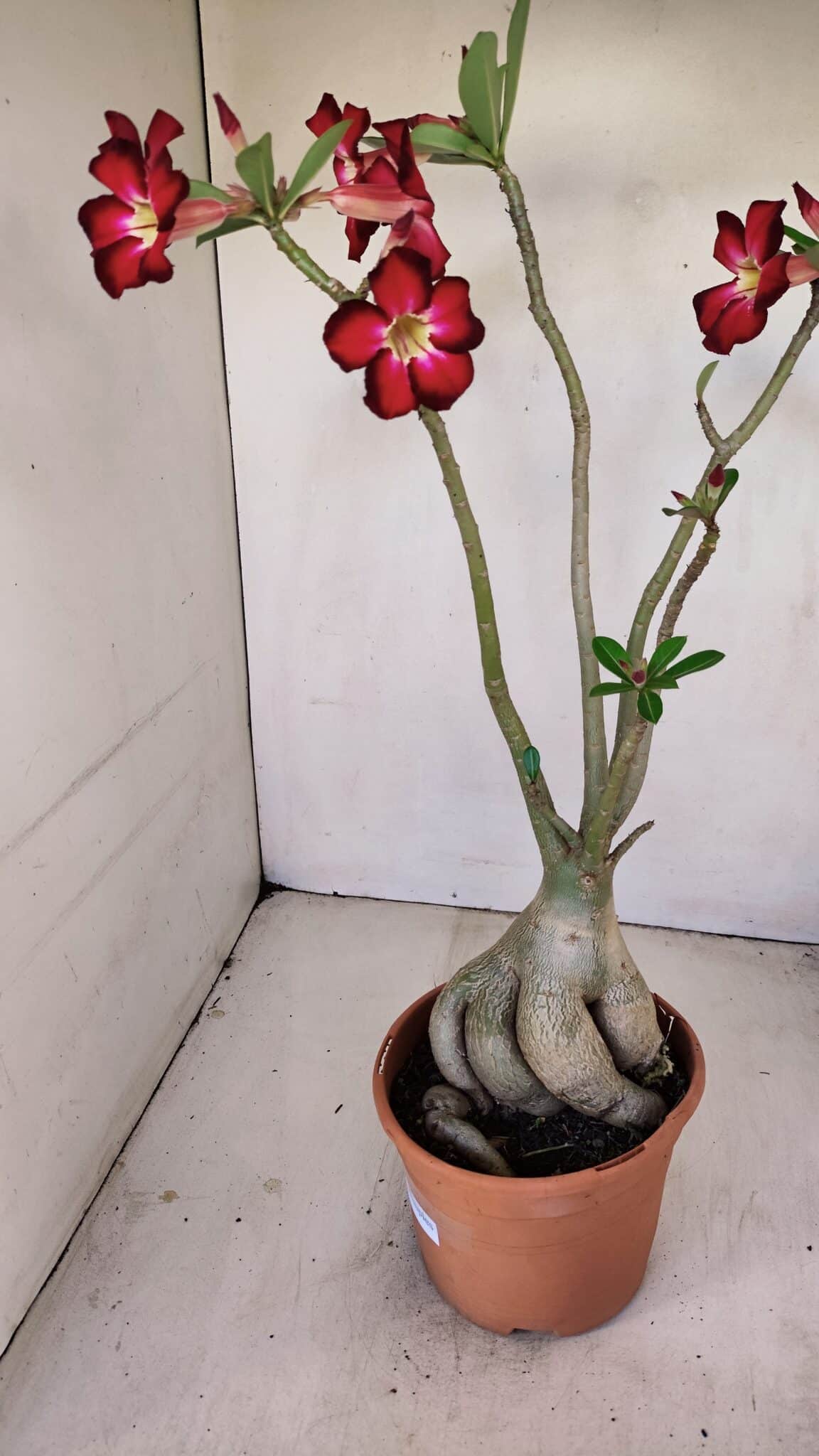 Planta Simples 3167 – 45cm – 04 anos - foto 9