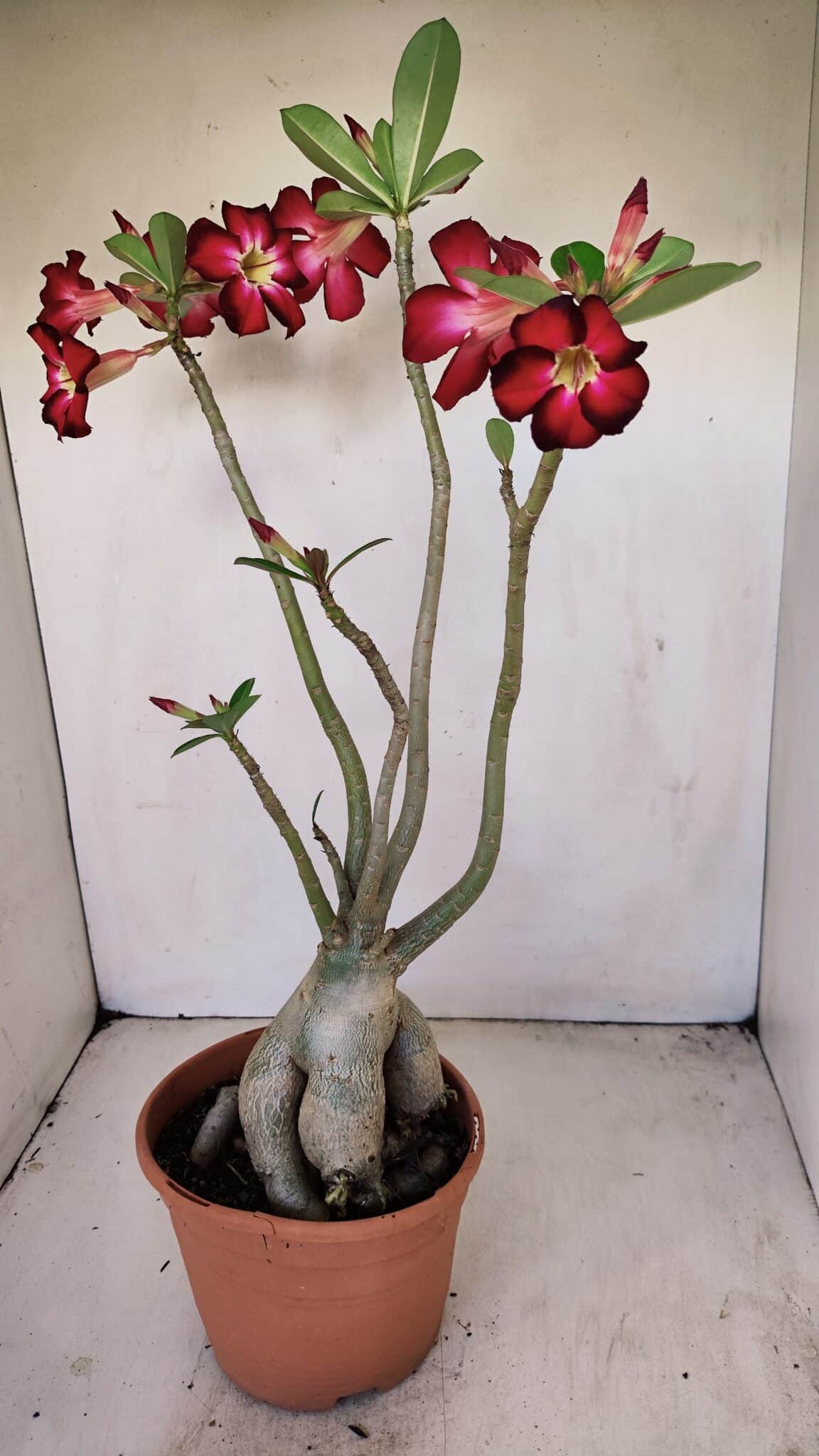 Planta Simples 3167 – 45cm – 04 anos - foto 8