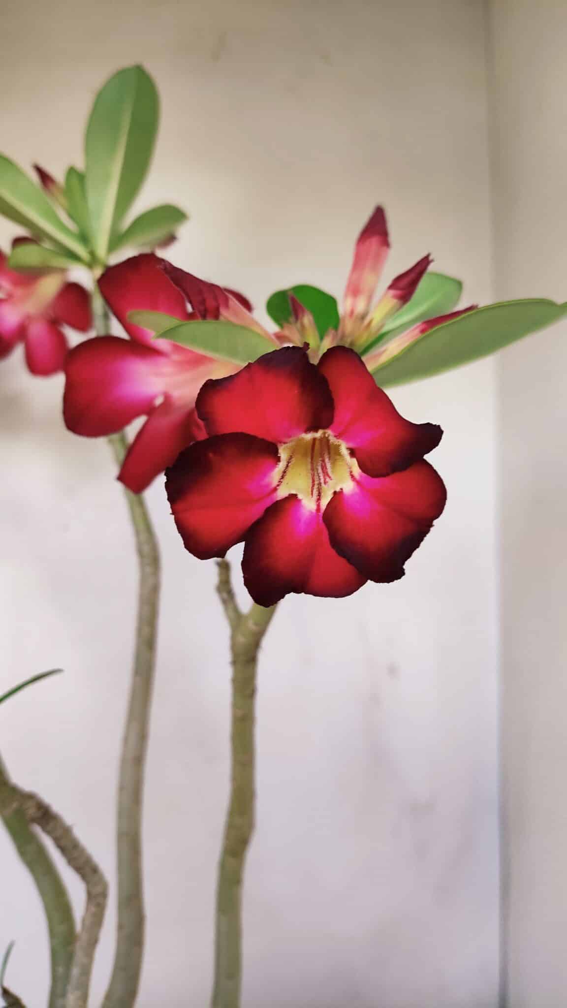 Planta Simples 3167 – 45cm – 04 anos - foto 5