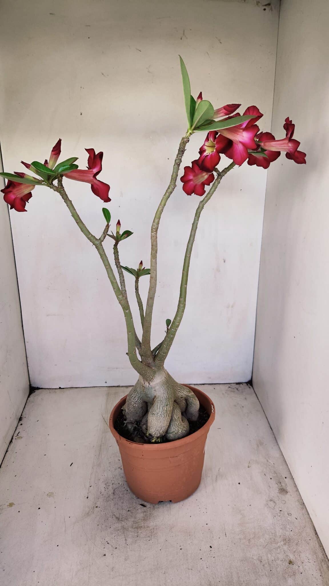 Planta Simples 3167 – 45cm – 04 anos - foto 7