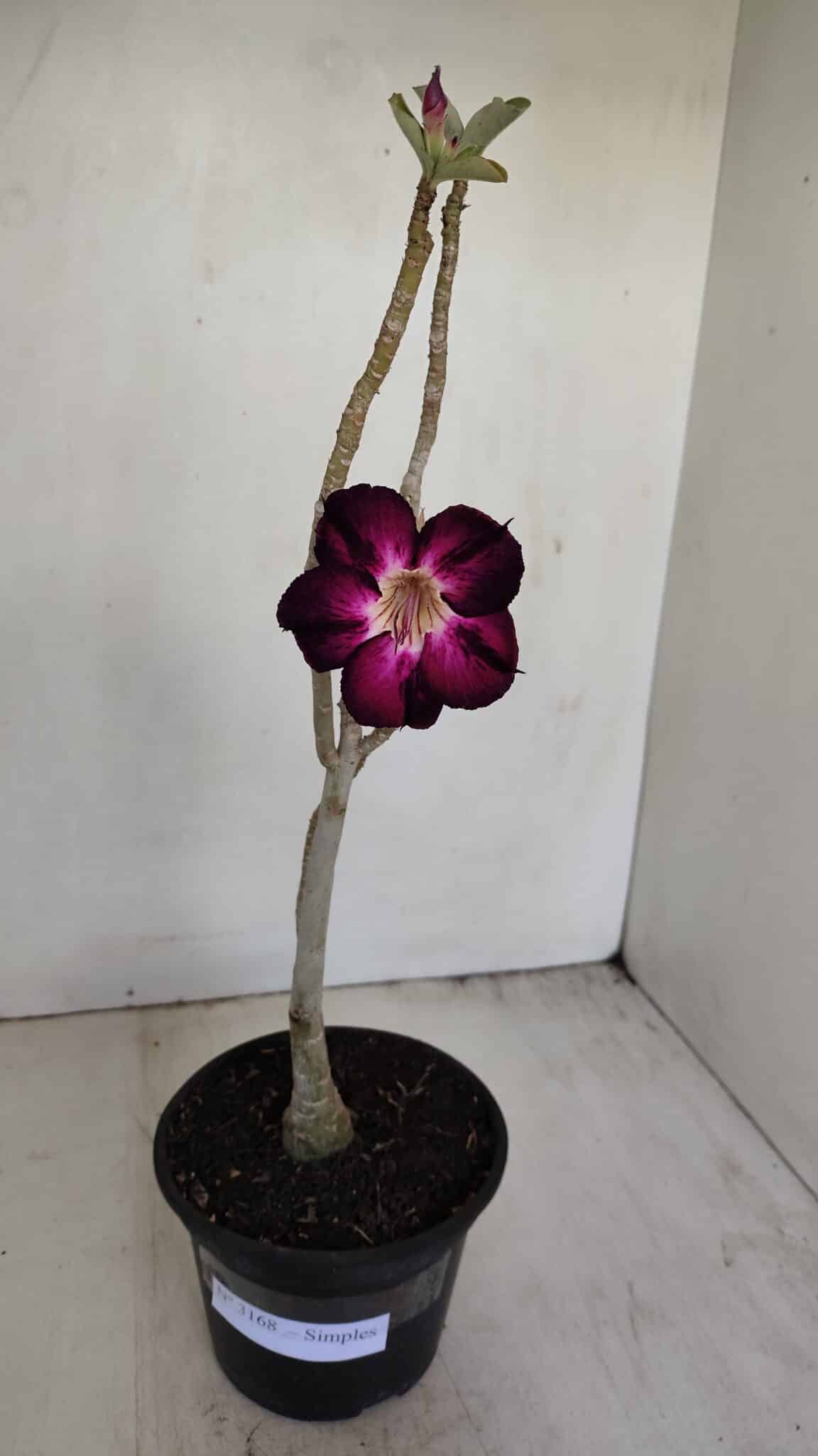 Planta Simples 3168 – 35cm – 03 anos - foto 2