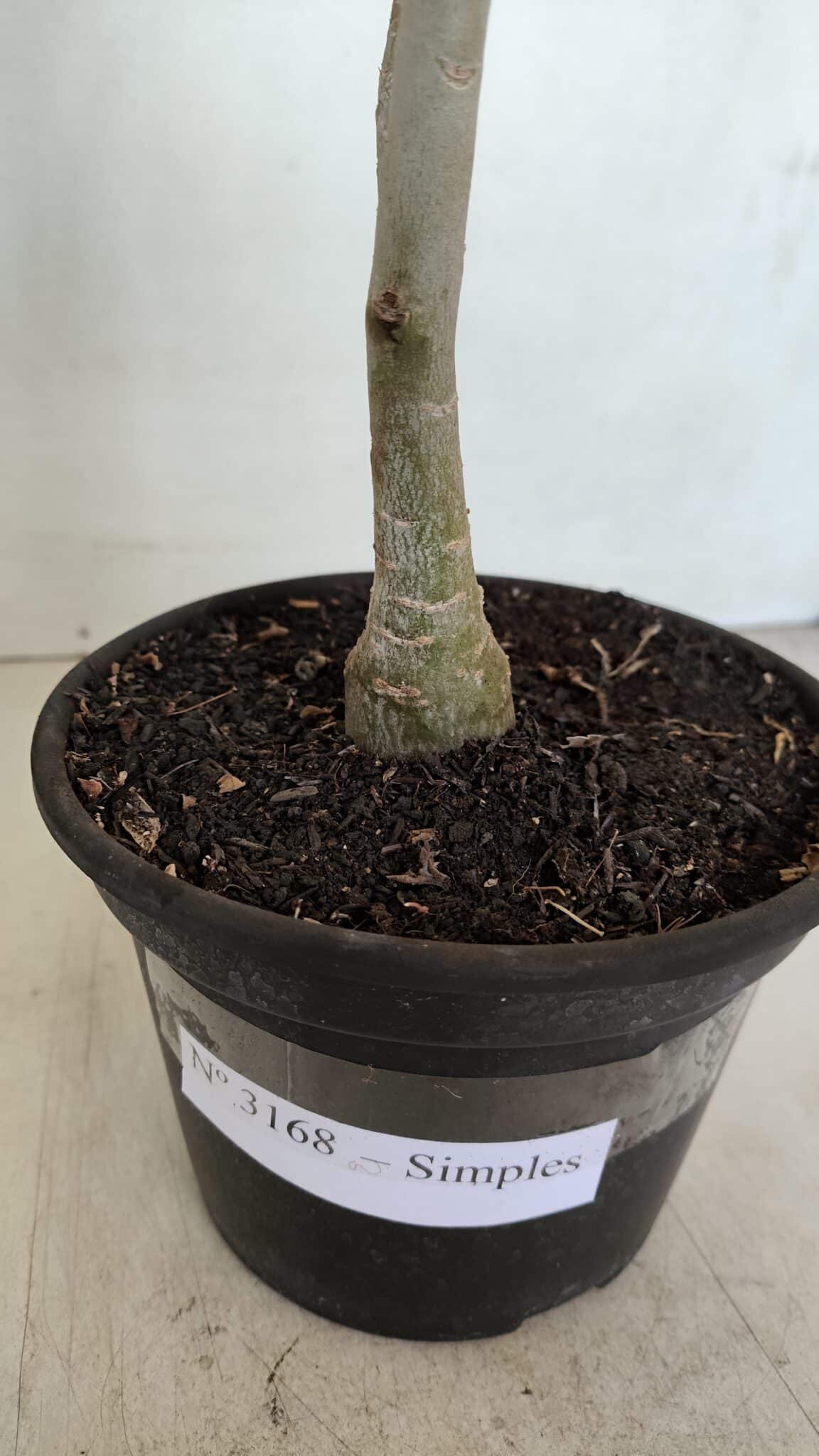 Planta Simples 3168 – 35cm – 03 anos - foto 5