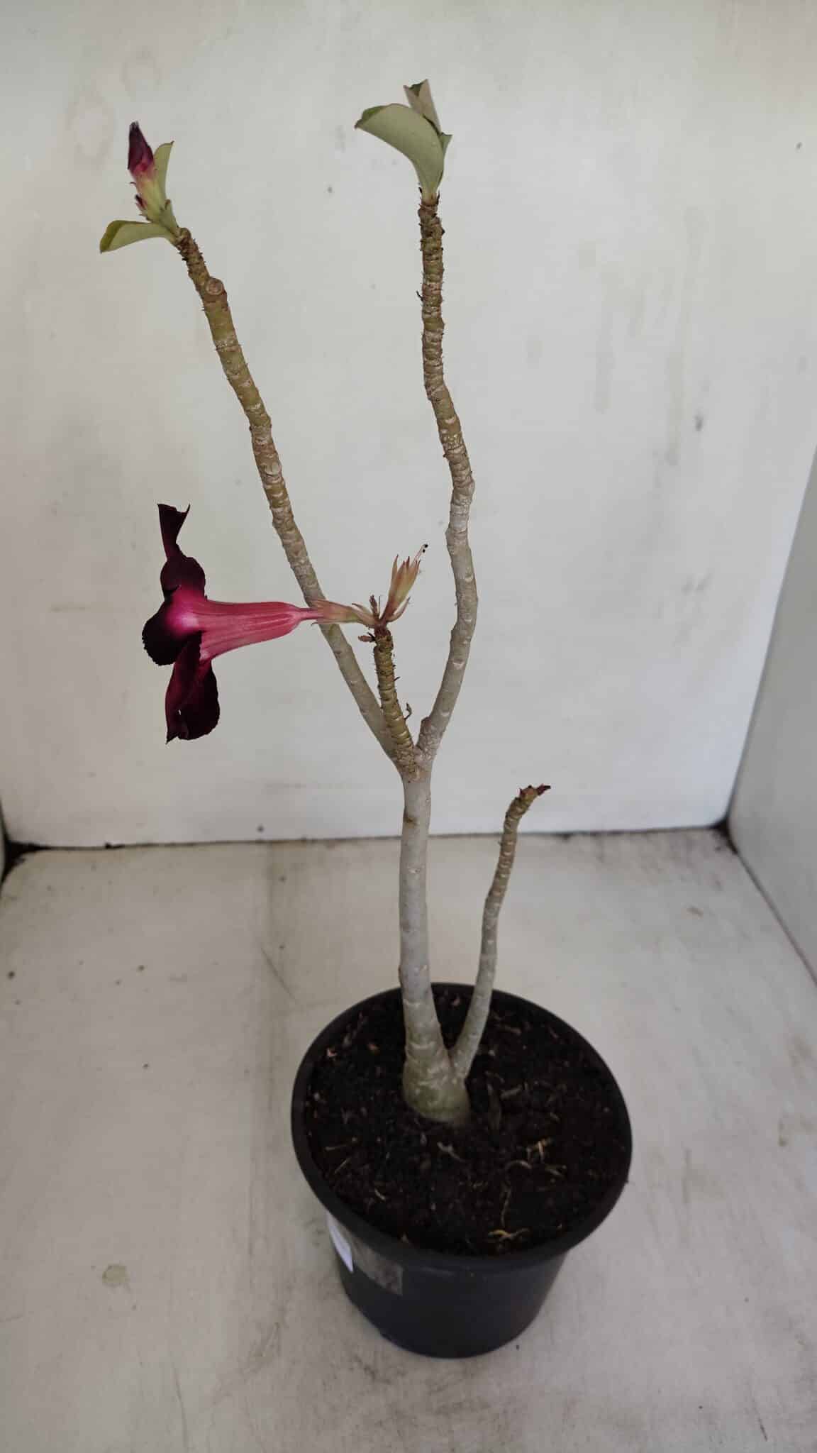 Planta Simples 3168 – 35cm – 03 anos - foto 4