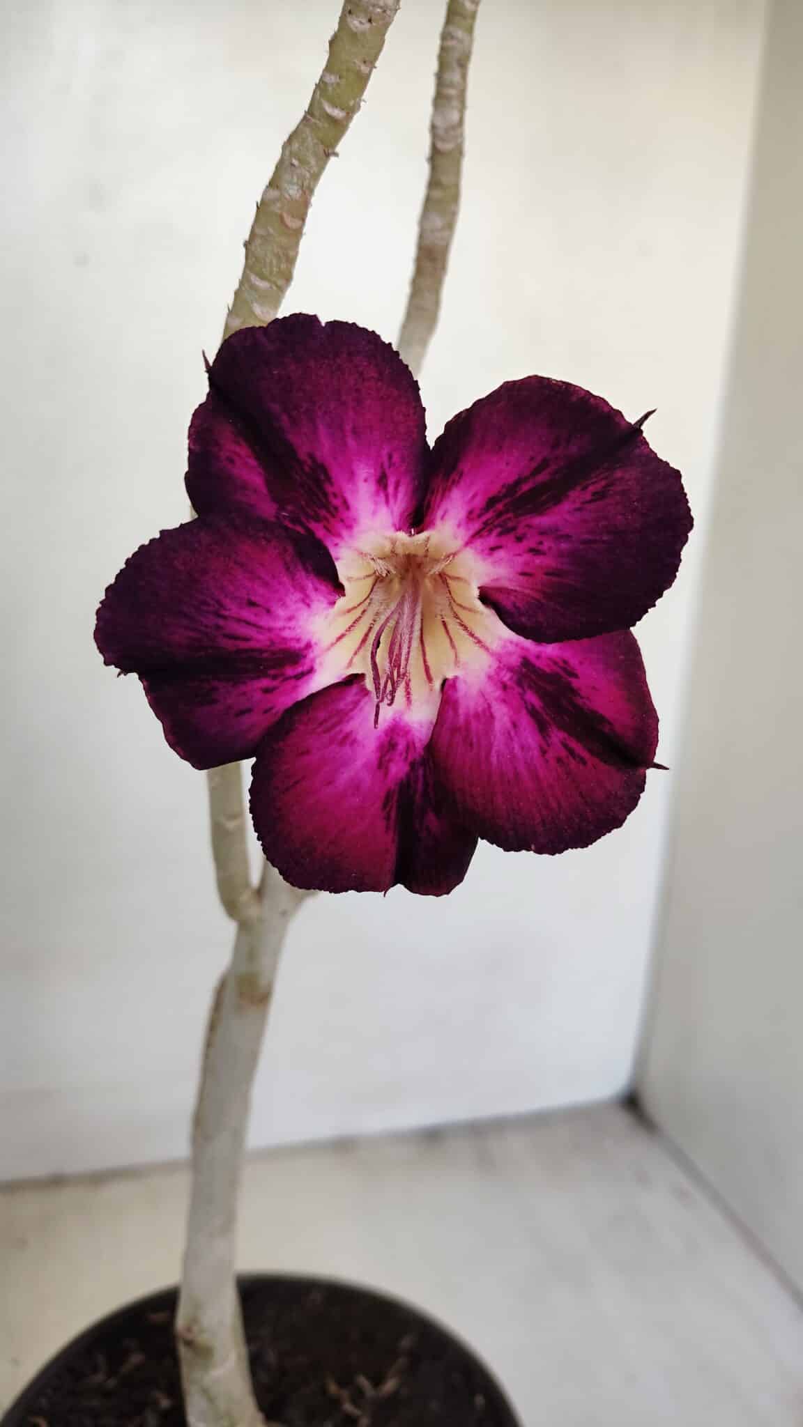 Planta Simples 3168 – 35cm – 03 anos - foto 3