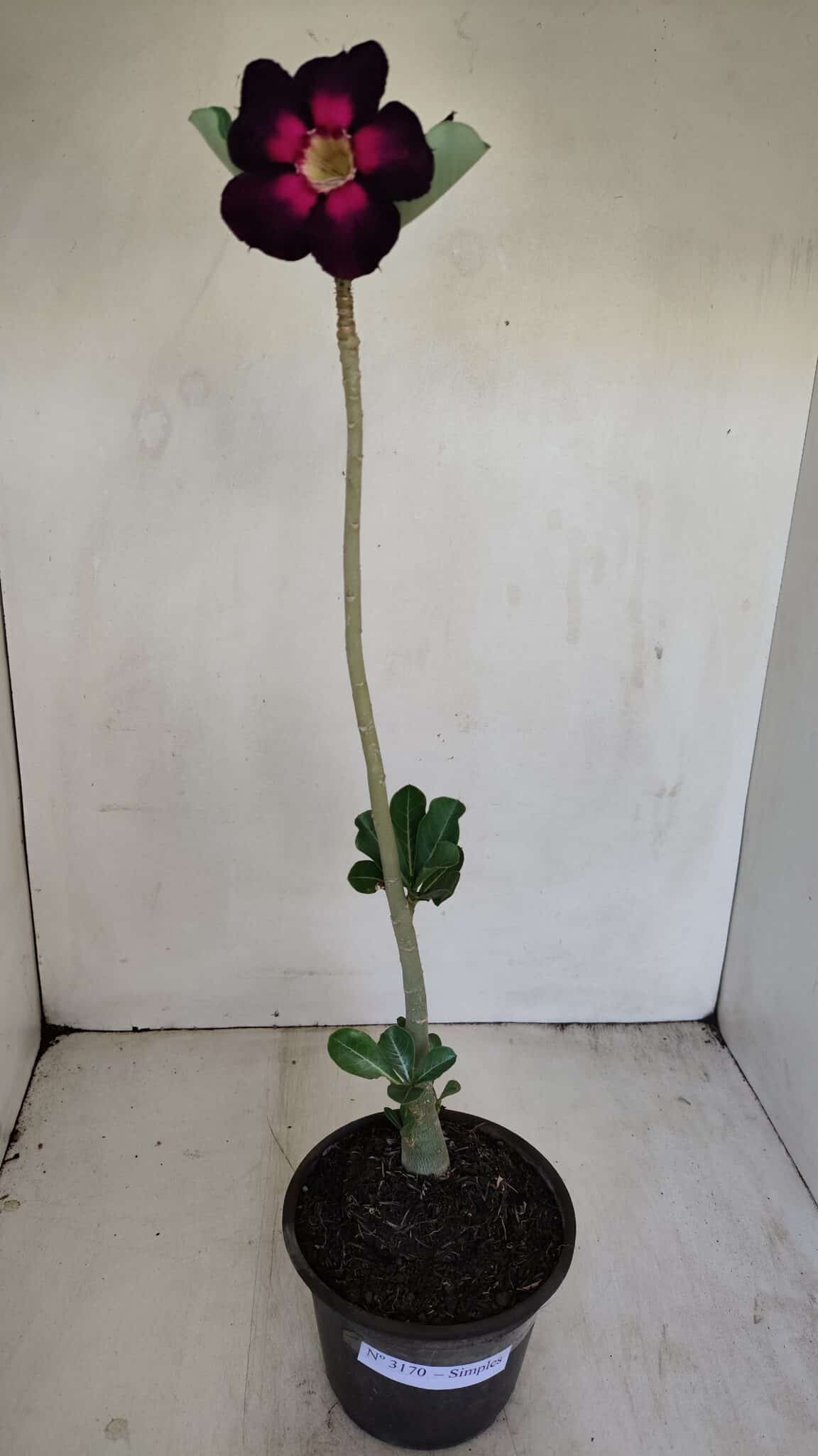 Planta Simples 3170 – 35cm – 03 anos - foto 2