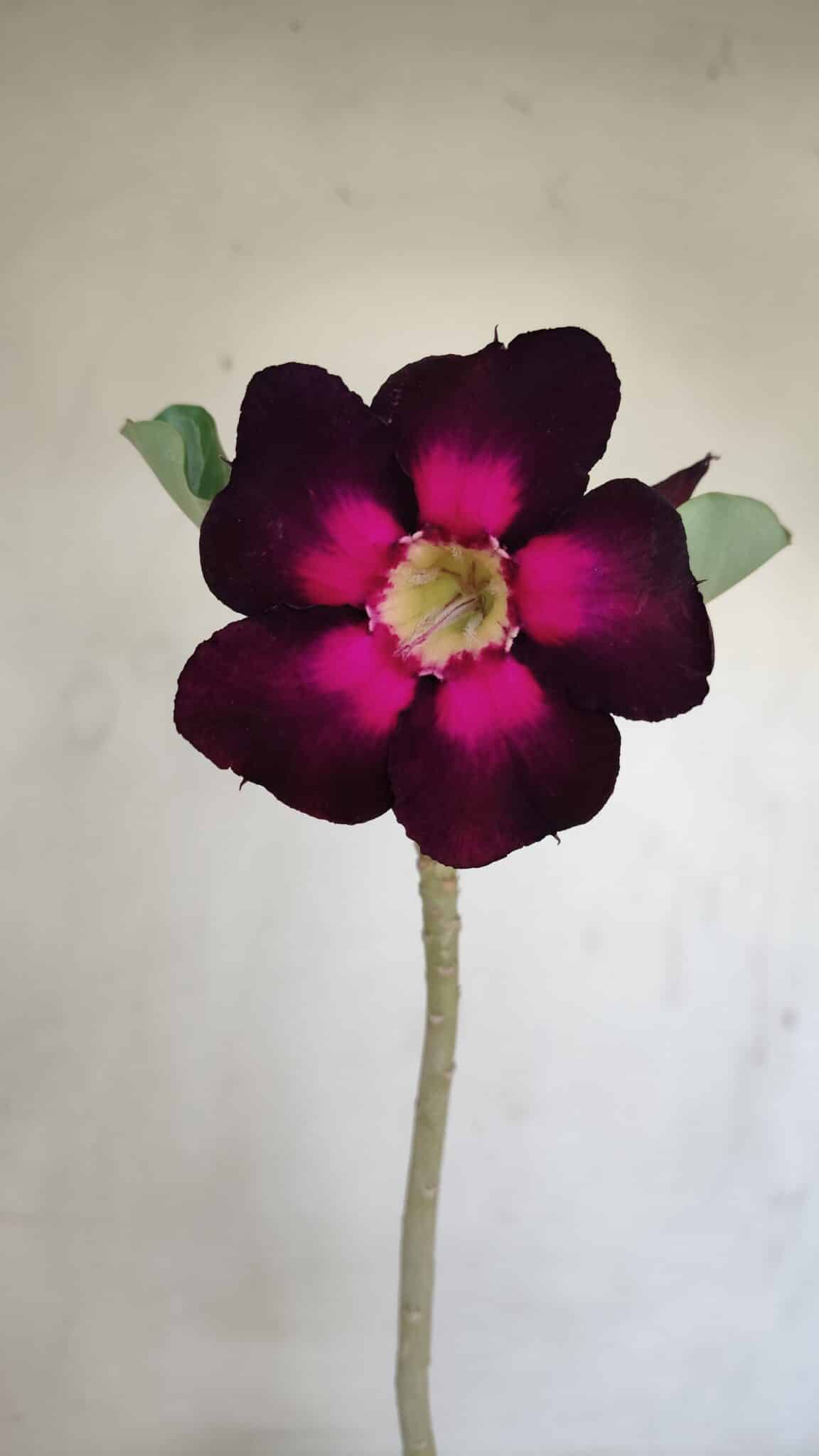 Planta Simples 3170 – 35cm – 03 anos - foto 3