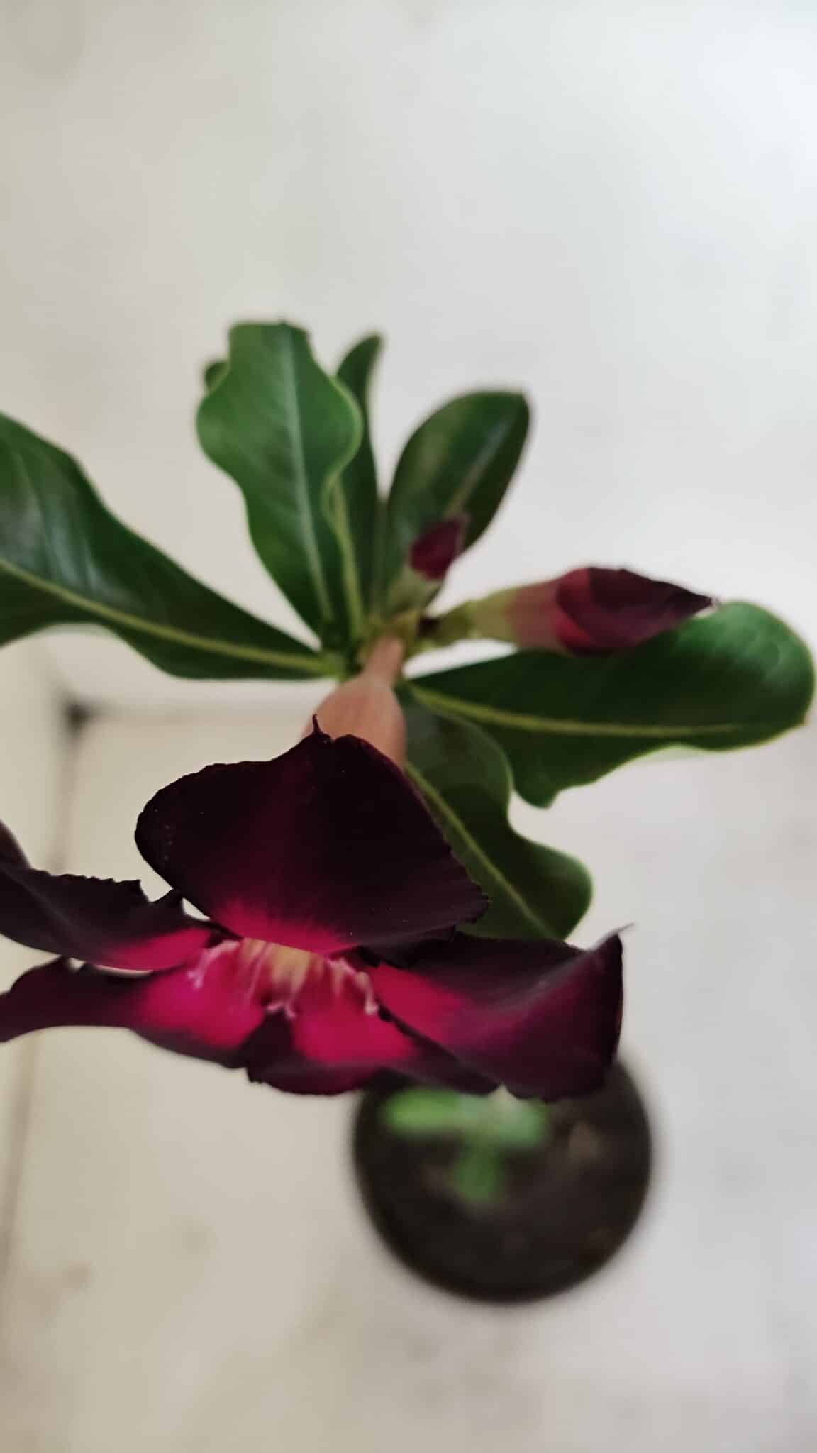 Planta Simples 3170 – 35cm – 03 anos - foto 4