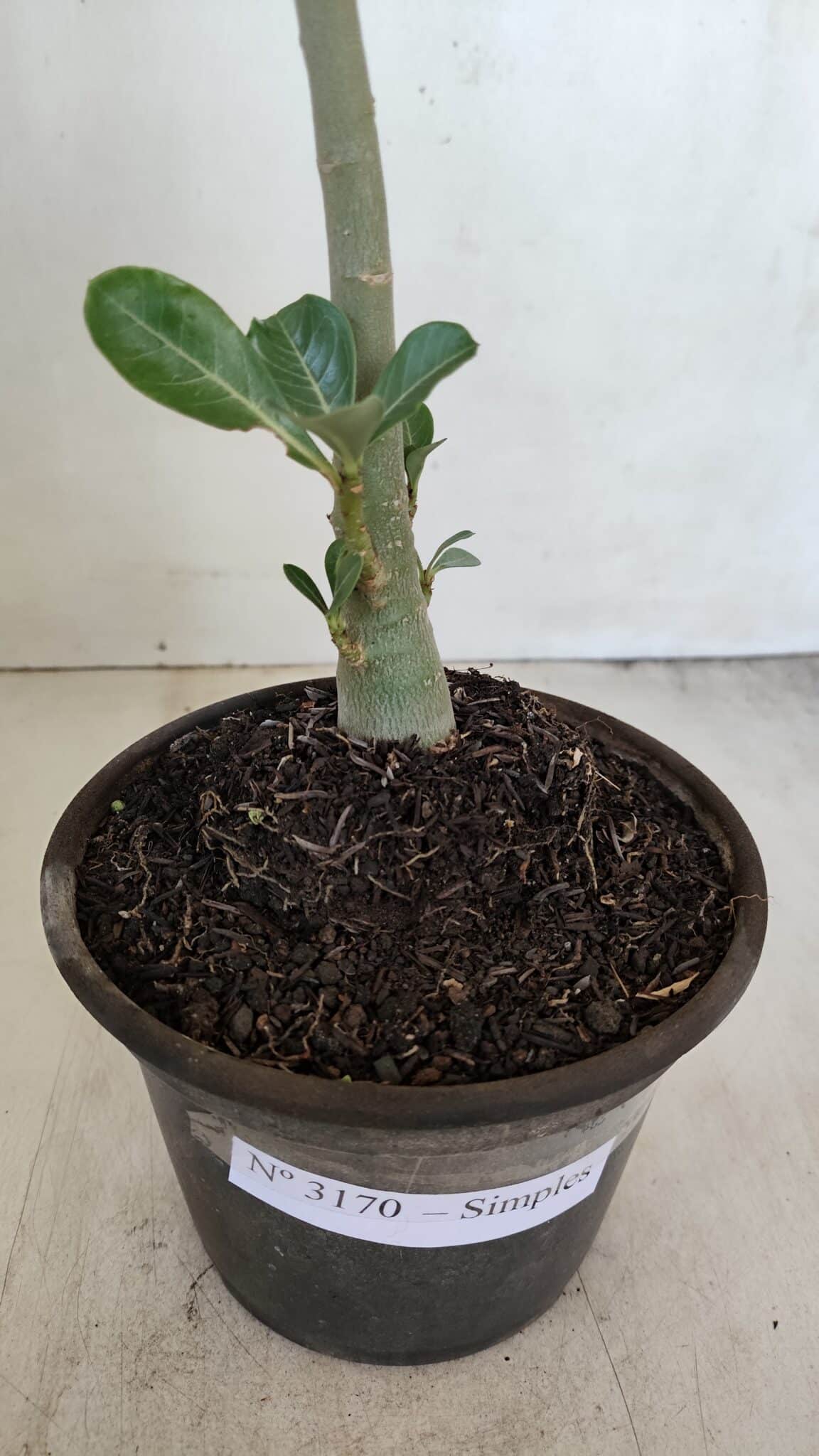 Planta Simples 3170 – 35cm – 03 anos - foto 6