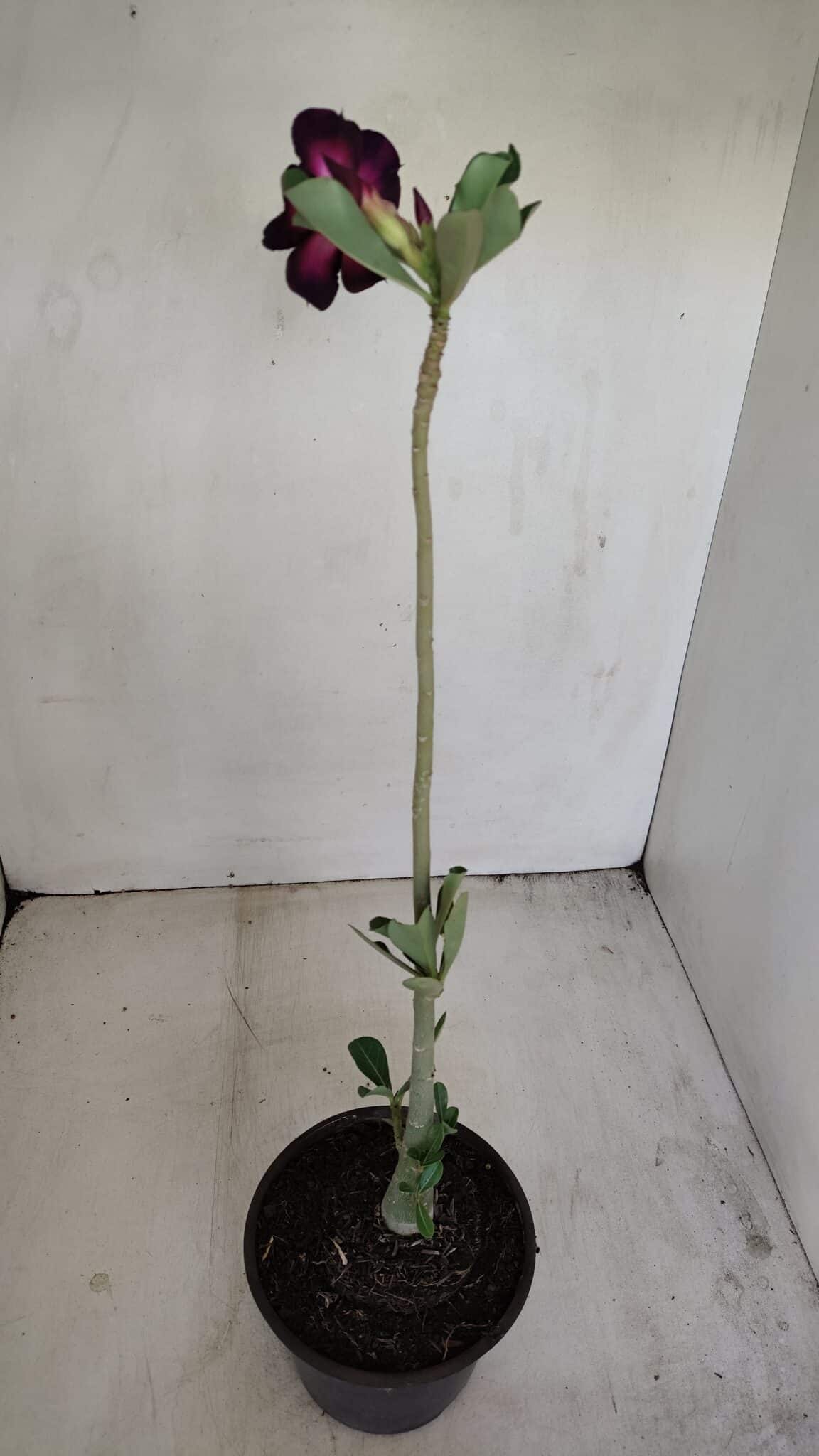 Planta Simples 3170 – 35cm – 03 anos - foto 5
