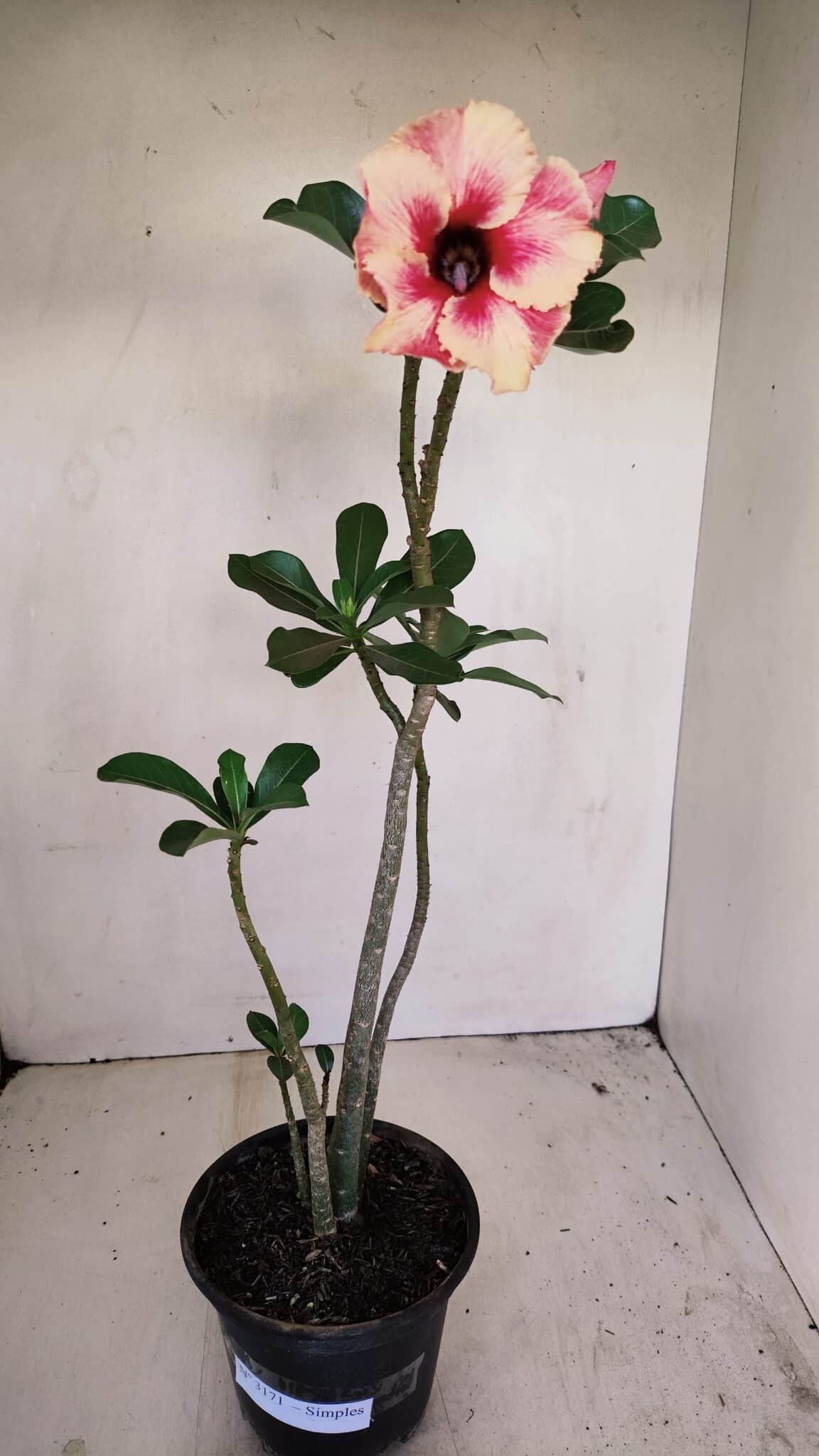 Planta Simples 3171 – 35cm – 03 anos - foto 2