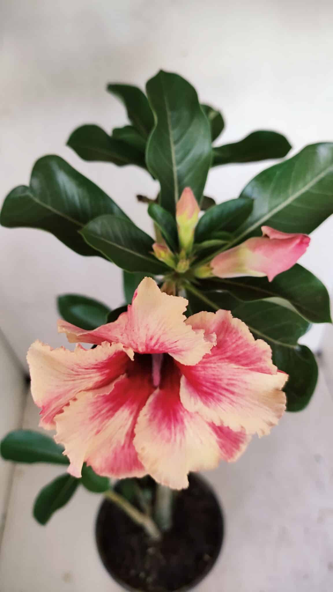 Planta Simples 3171 – 35cm – 03 anos - foto 4