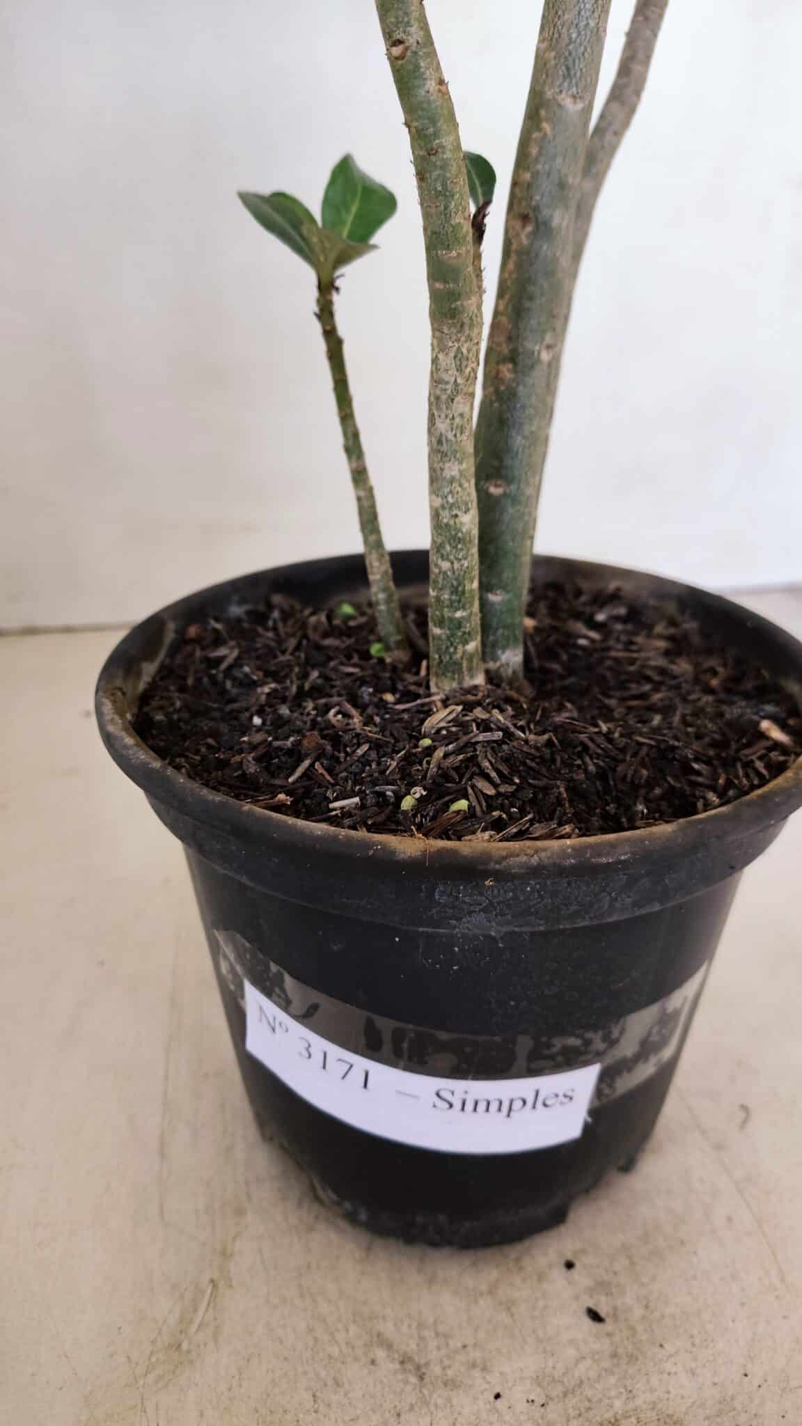Planta Simples 3171 – 35cm – 03 anos - foto 8