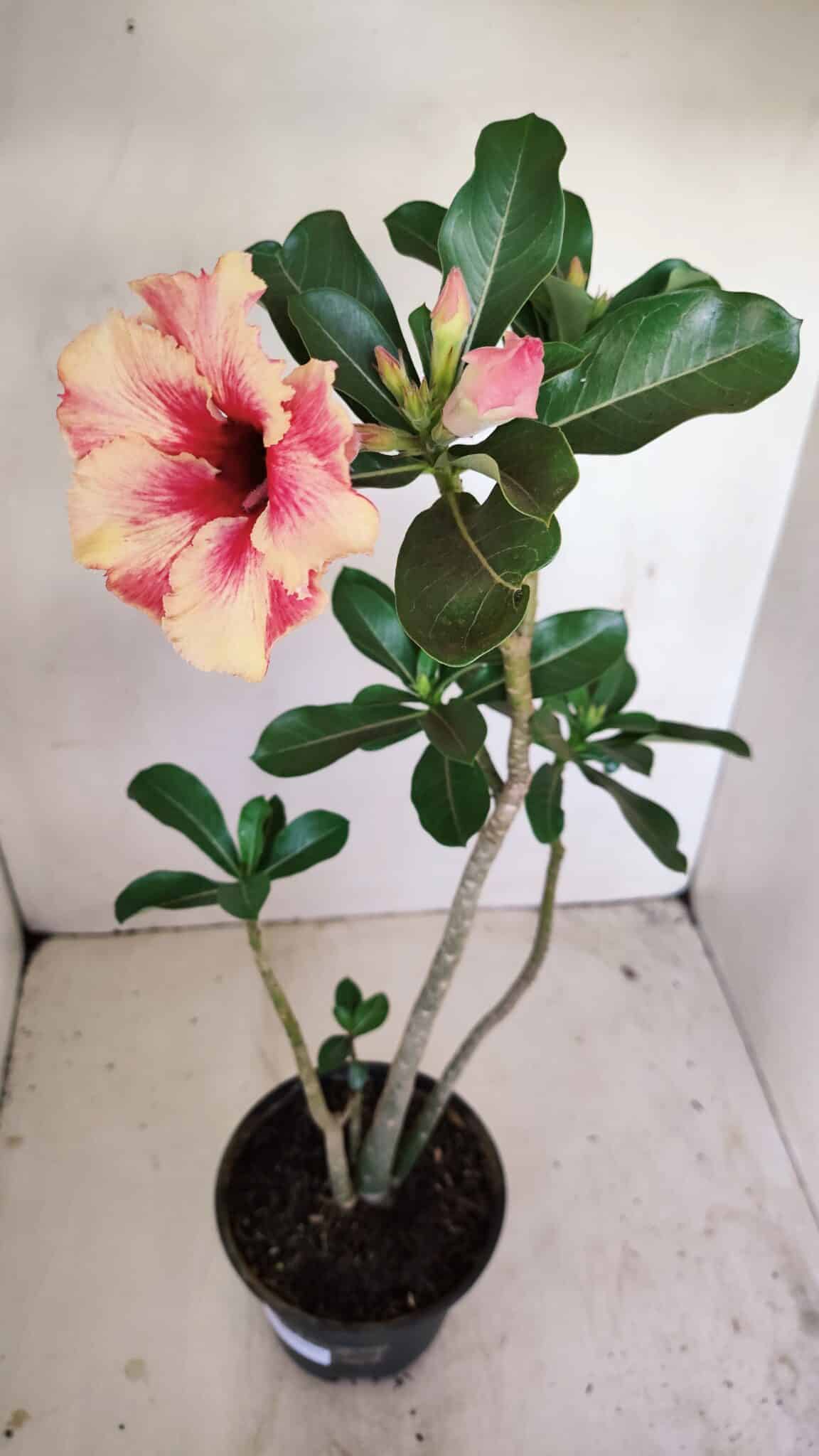 Planta Simples 3171 – 35cm – 03 anos - foto 5