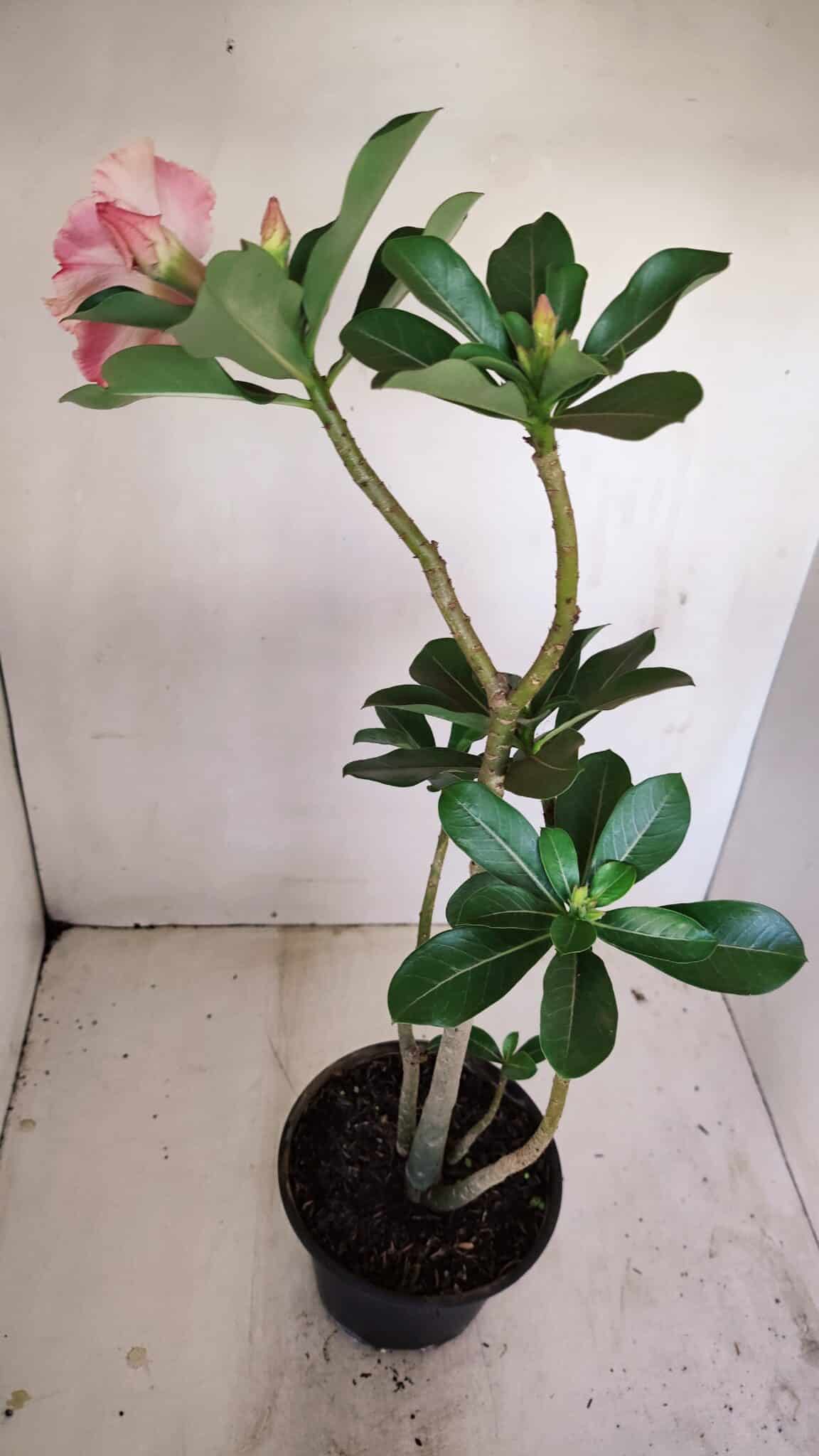 Planta Simples 3171 – 35cm – 03 anos - foto 7