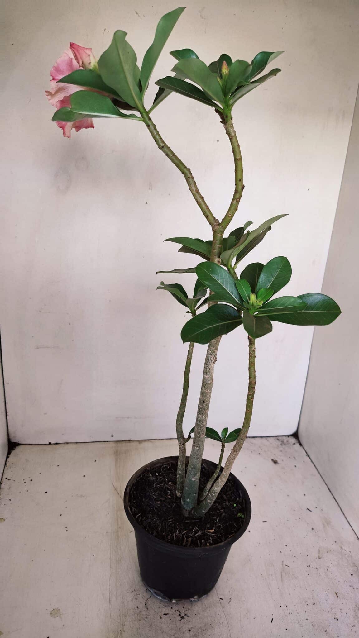 Planta Simples 3171 – 35cm – 03 anos - foto 6