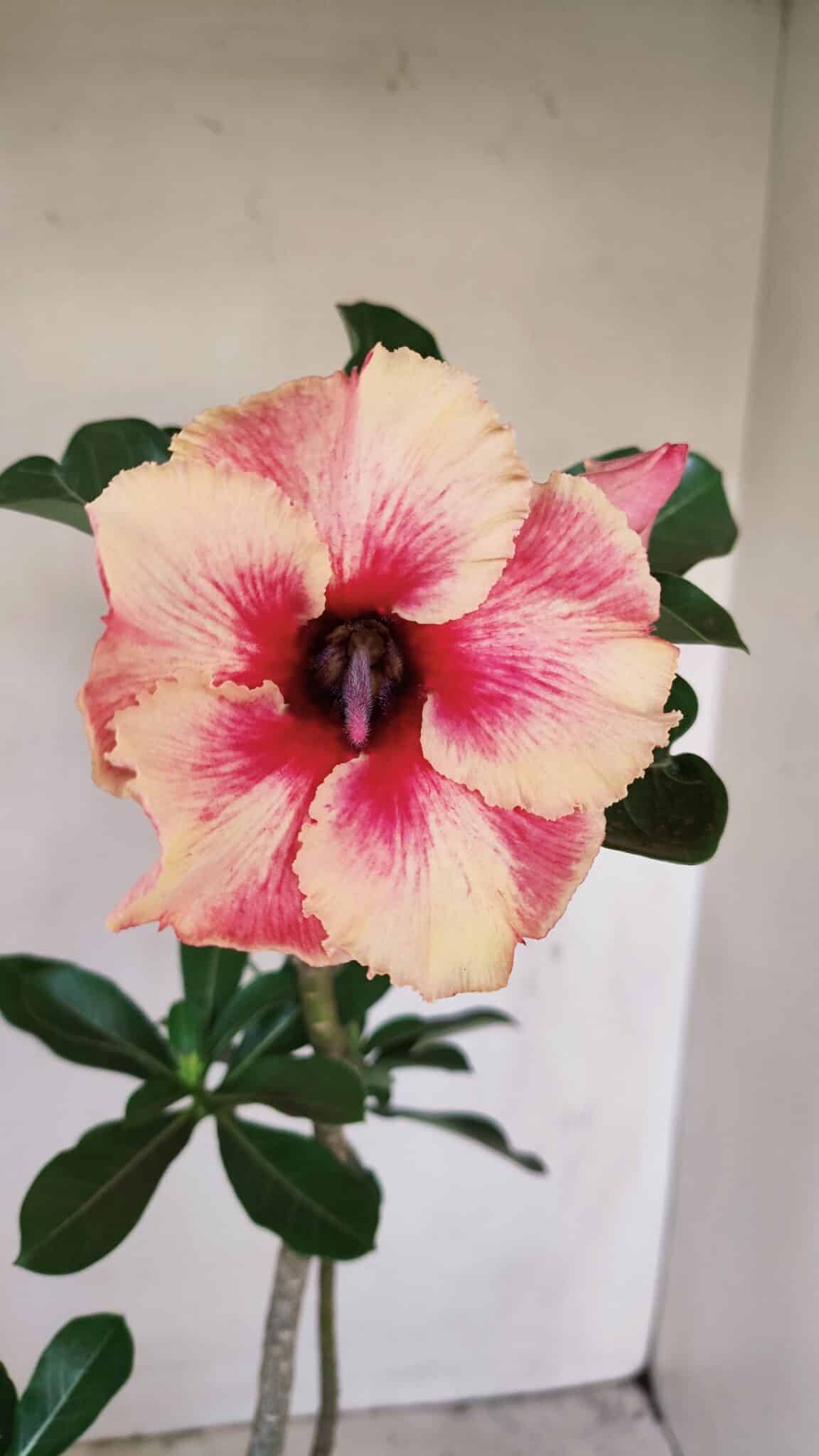 Planta Simples 3171 – 35cm – 03 anos - foto 3