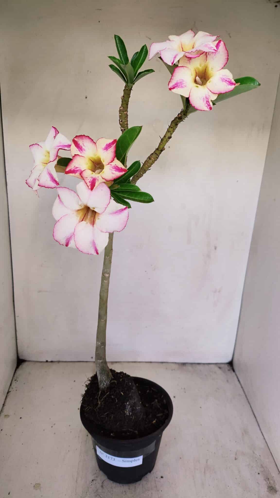 Planta Simples 3173 – 35cm – 03 anos - foto 2