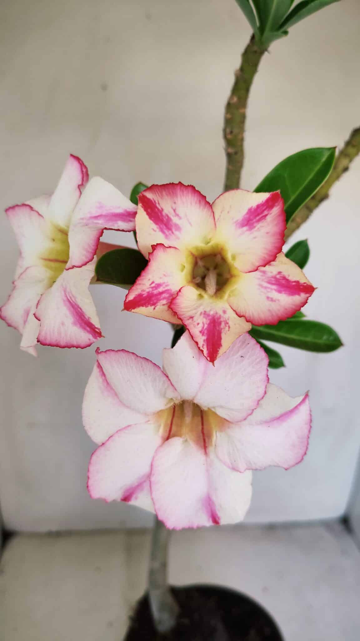 Planta Simples 3173 – 35cm – 03 anos - foto 3