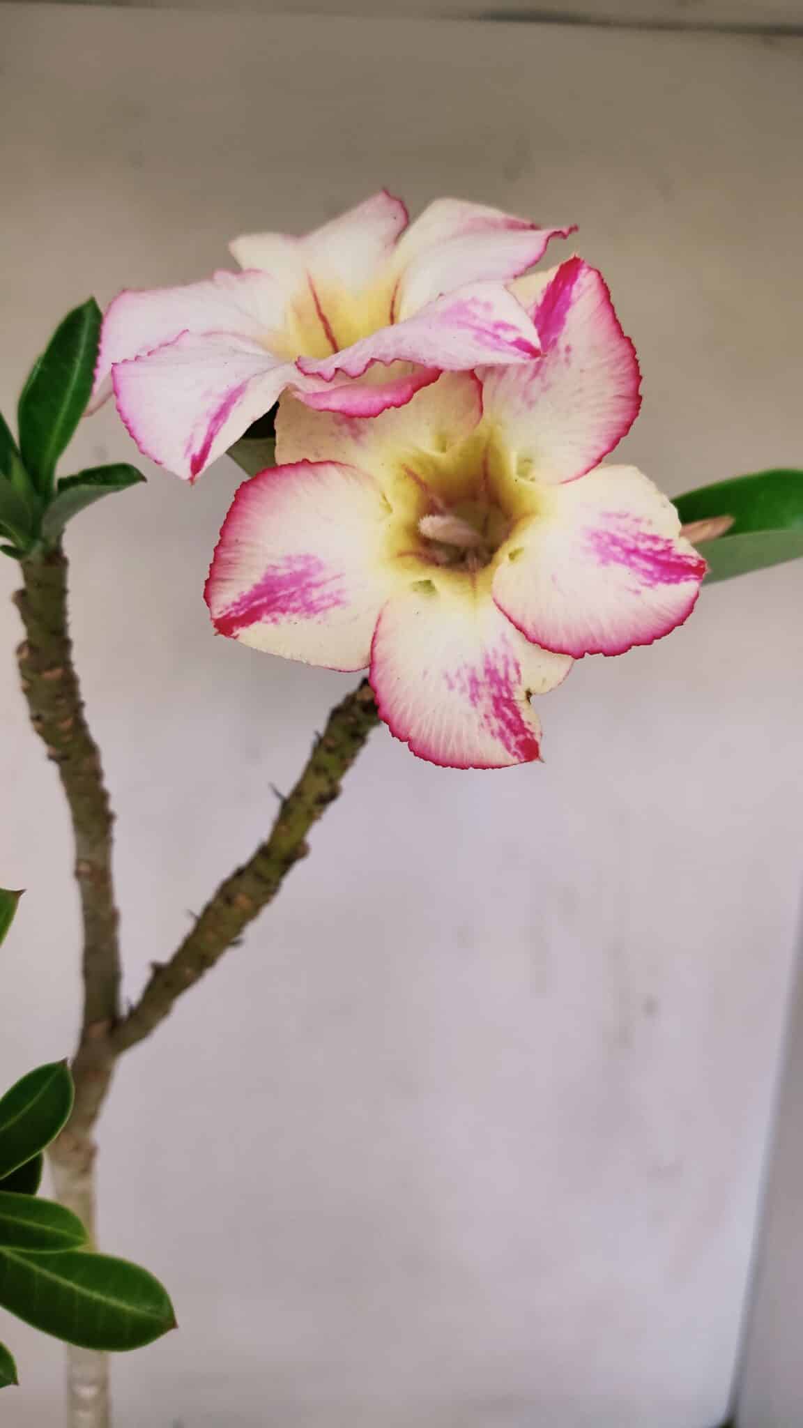 Planta Simples 3173 – 35cm – 03 anos - foto 9