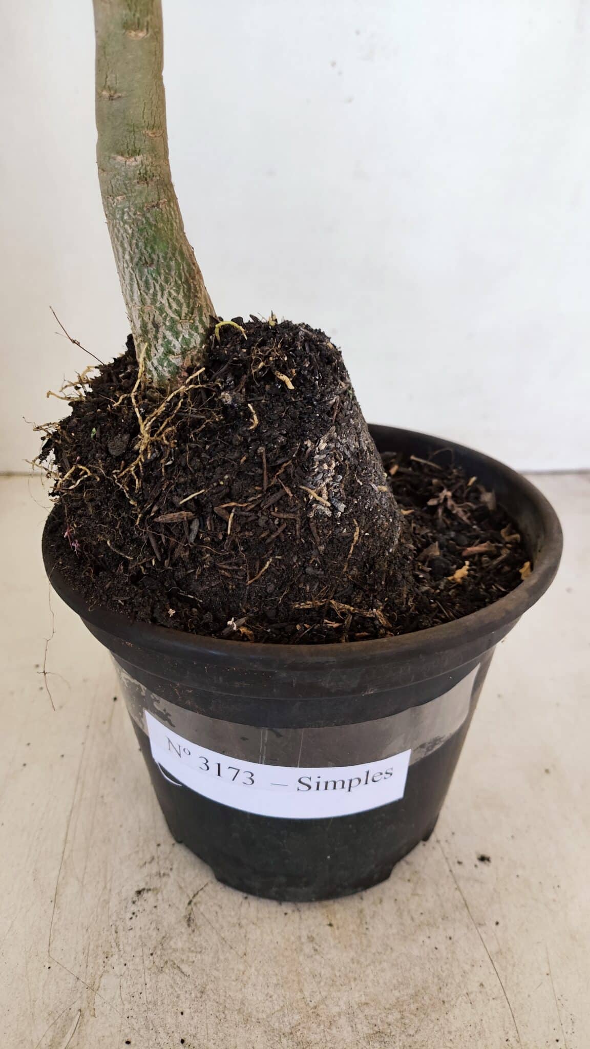 Planta Simples 3173 – 35cm – 03 anos - foto 8