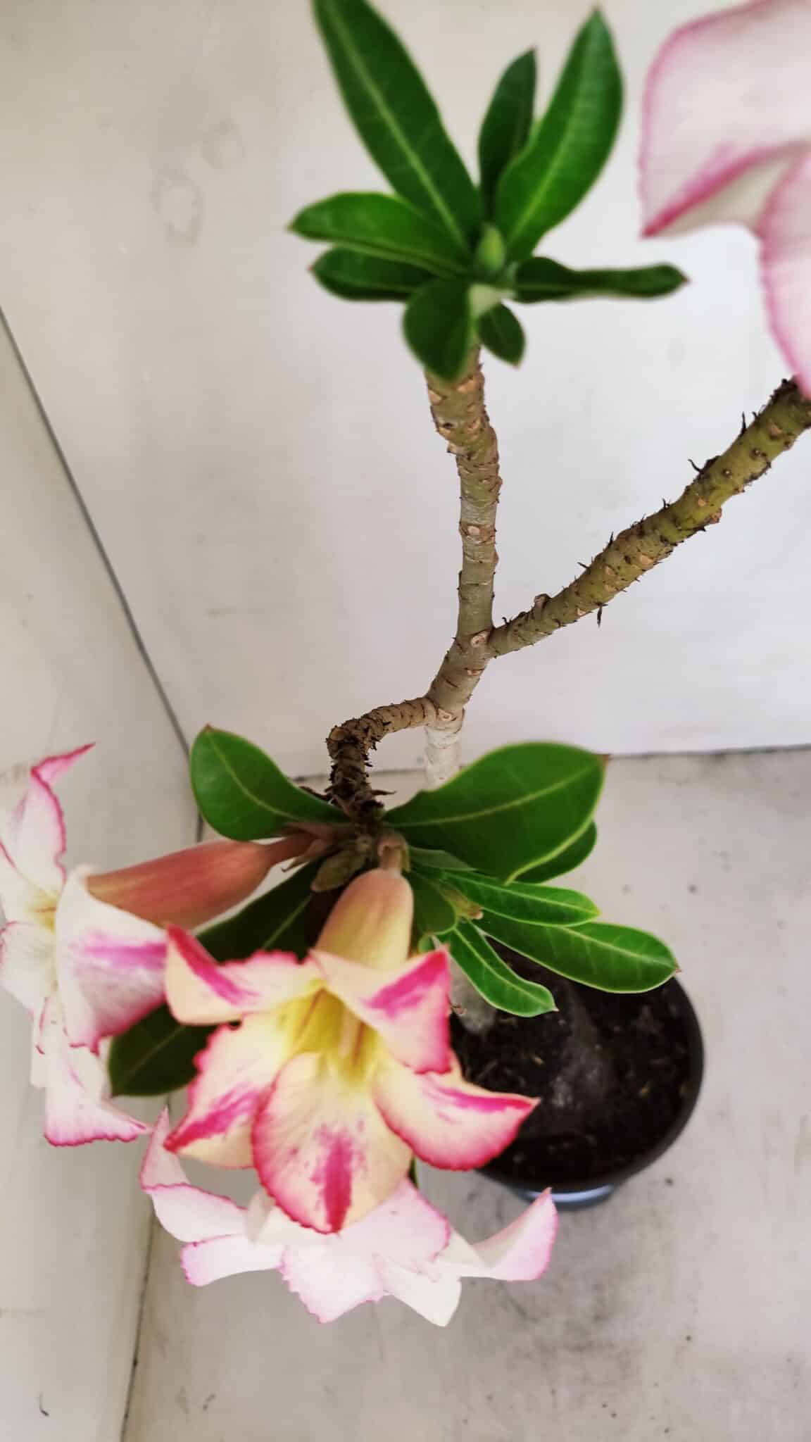 Planta Simples 3173 – 35cm – 03 anos - foto 7