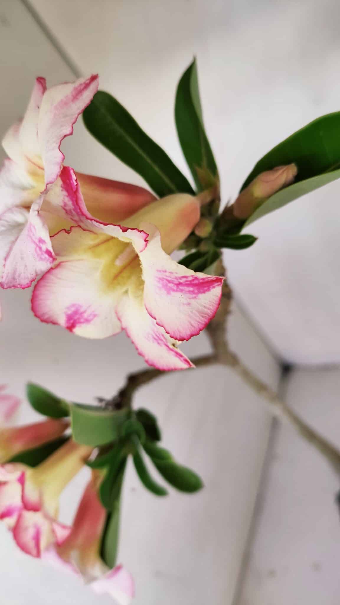 Planta Simples 3173 – 35cm – 03 anos - foto 4