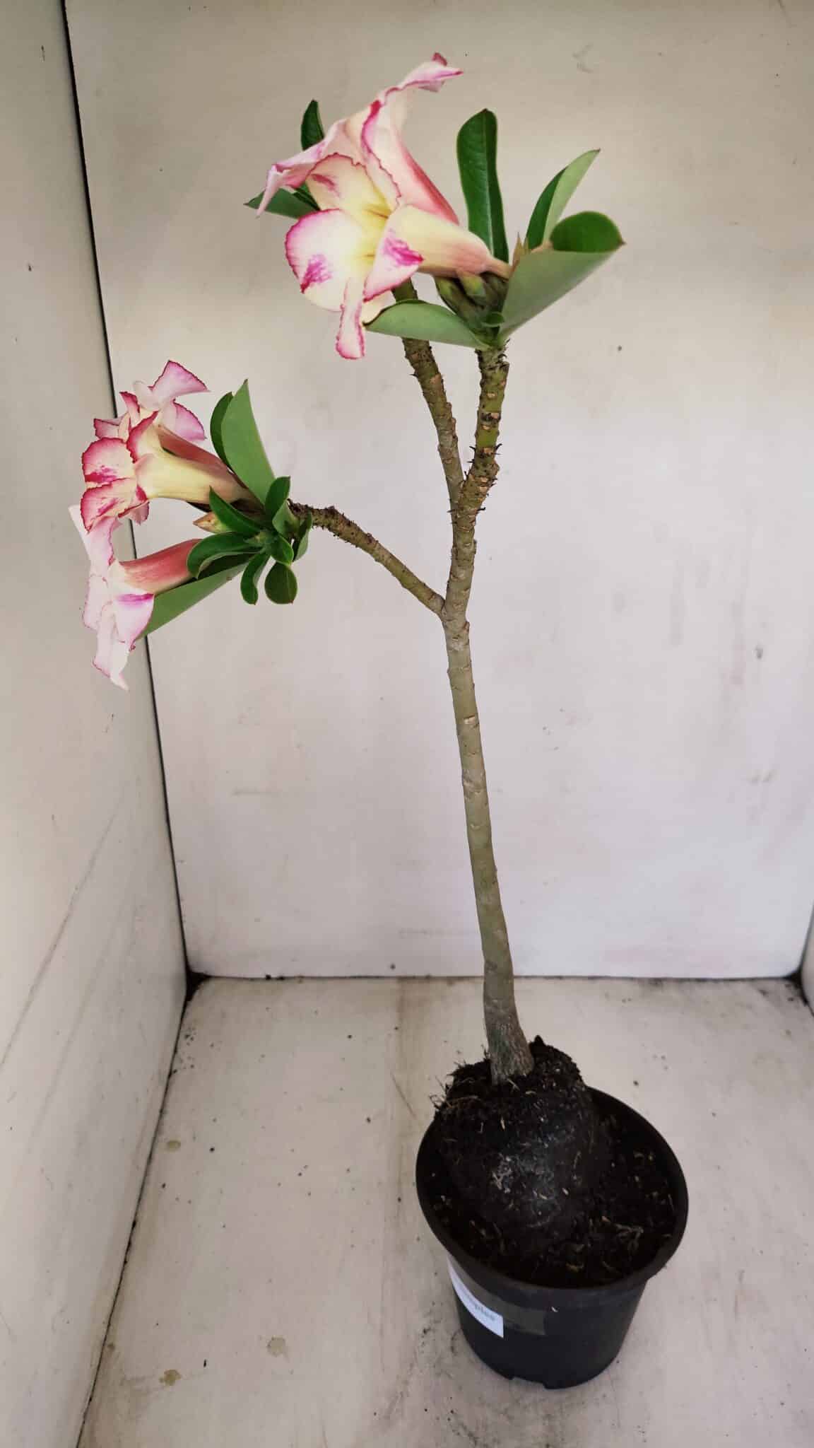 Planta Simples 3173 – 35cm – 03 anos - foto 6