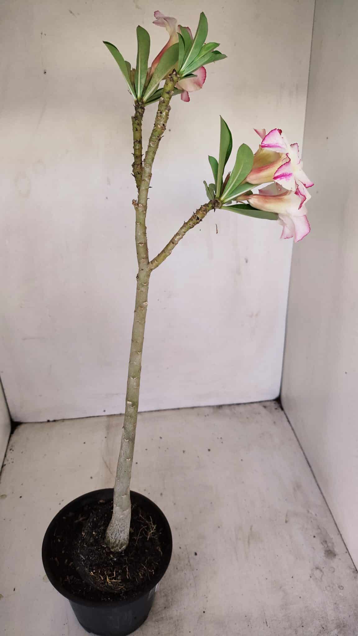 Planta Simples 3173 – 35cm – 03 anos - foto 5