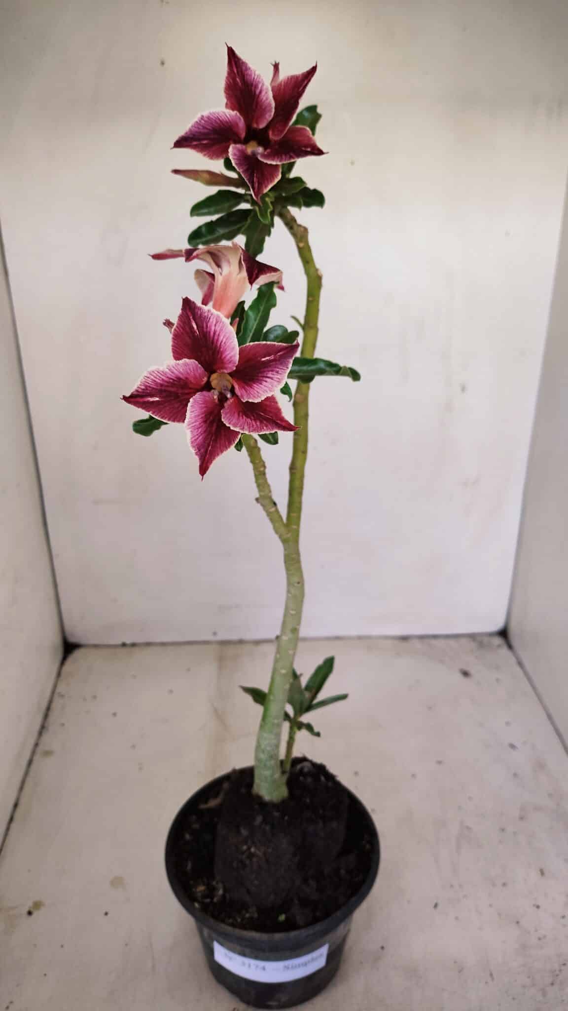 Planta Simples 3174 – 35cm – 03 anos - foto 2