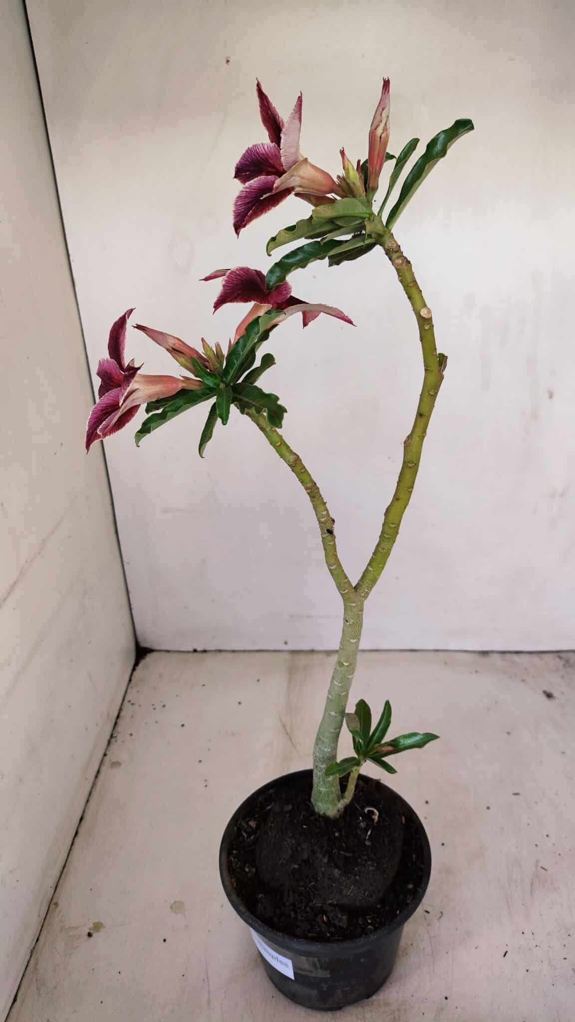 Planta Simples 3174 – 35cm – 03 anos - foto 7