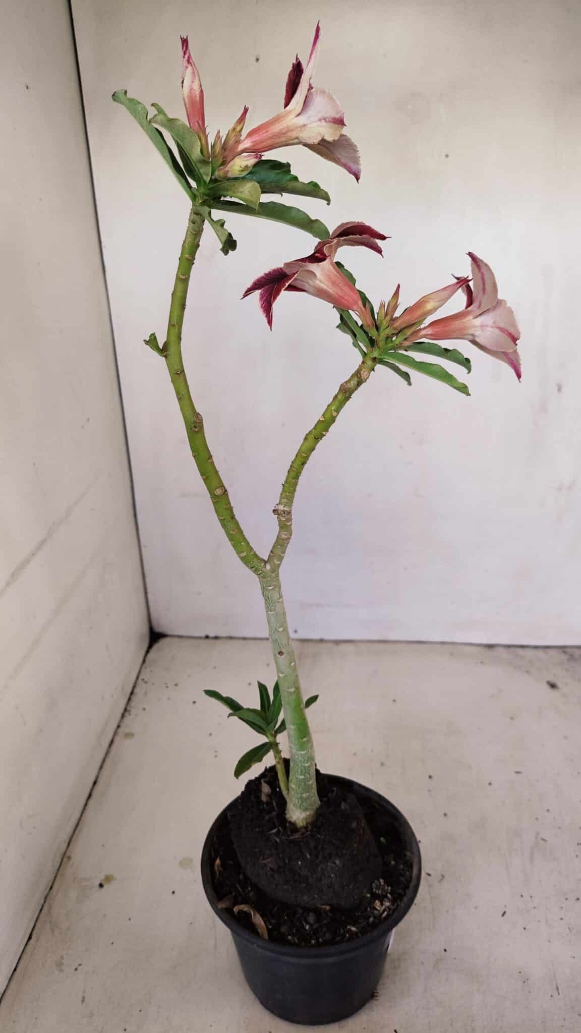 Planta Simples 3174 – 35cm – 03 anos - foto 6